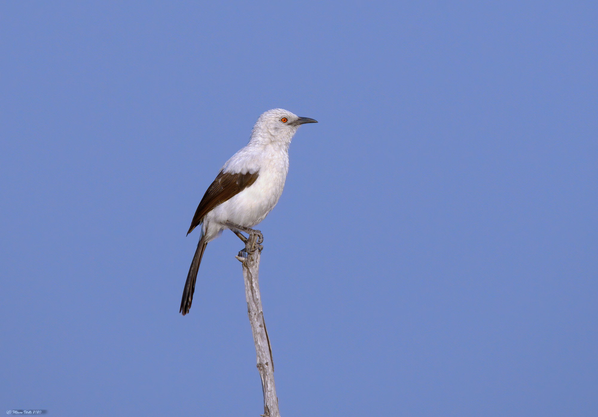 Two-tone Garrulo (Turdoides bicolor)