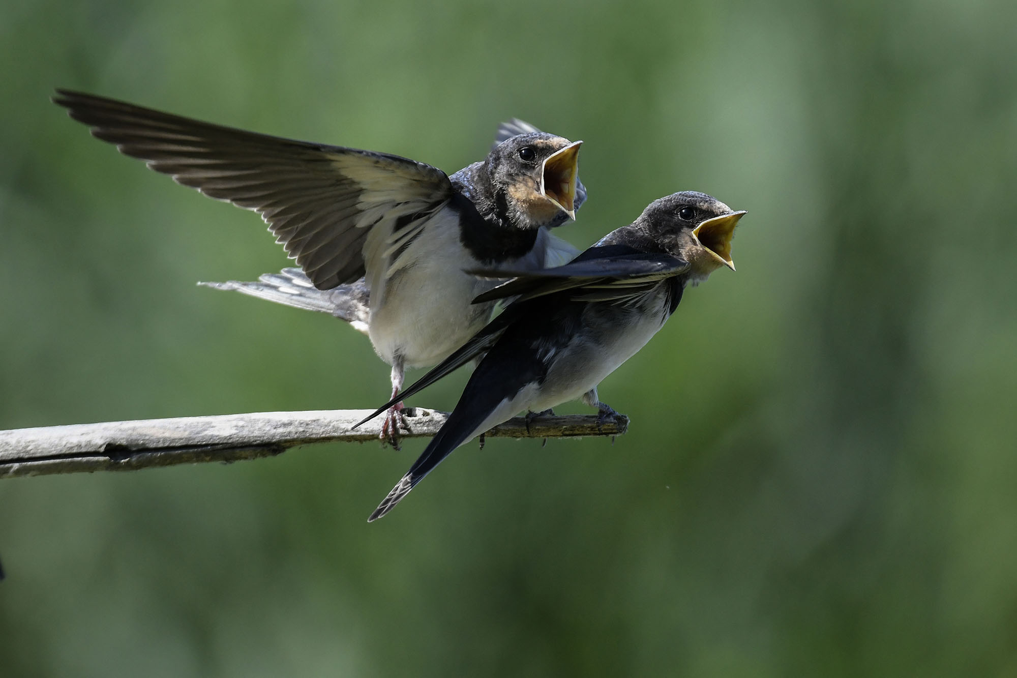 Swallows