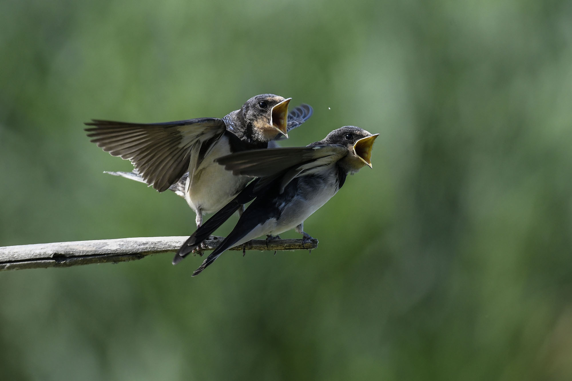 Swallows