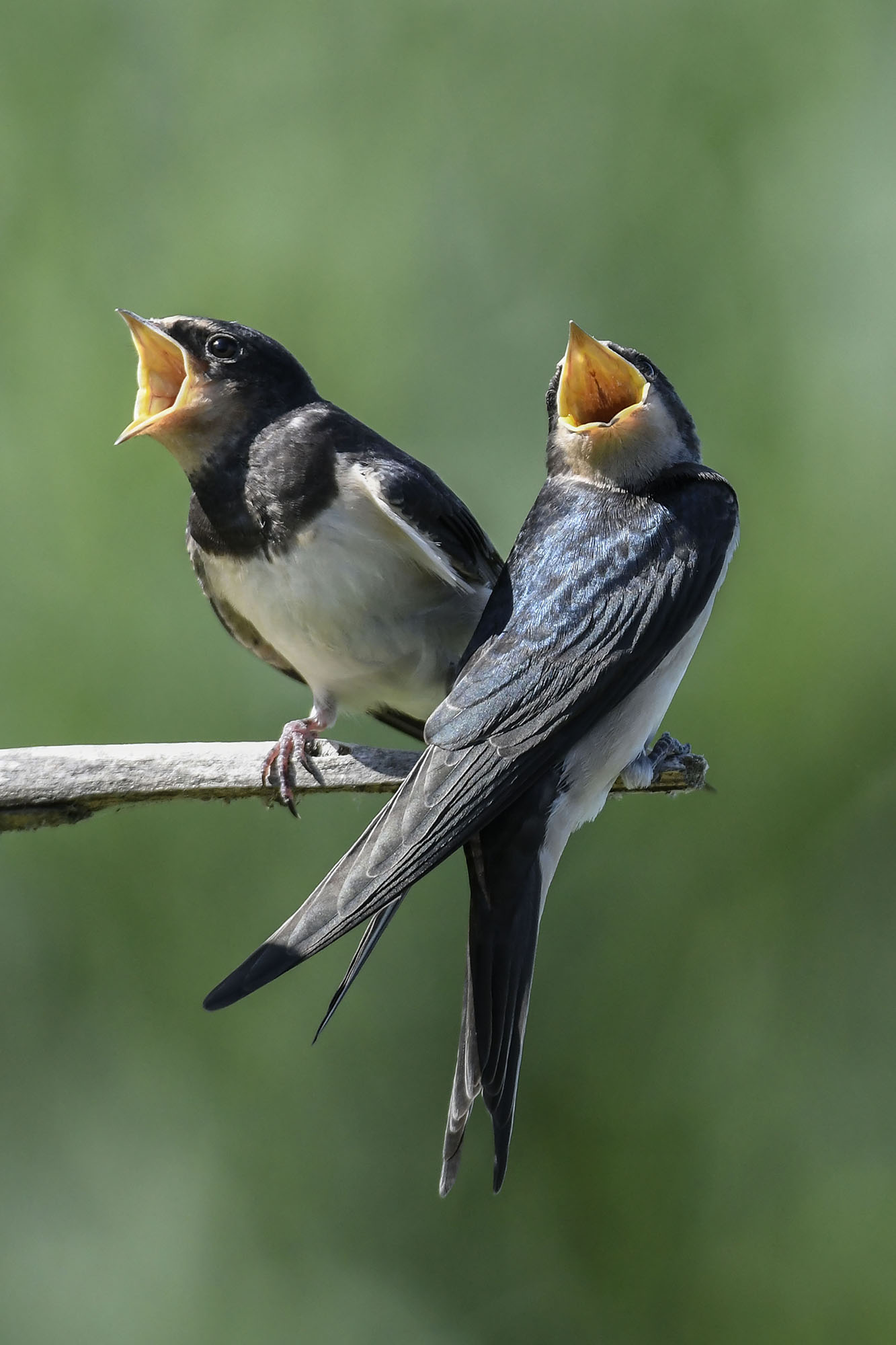 Swallows