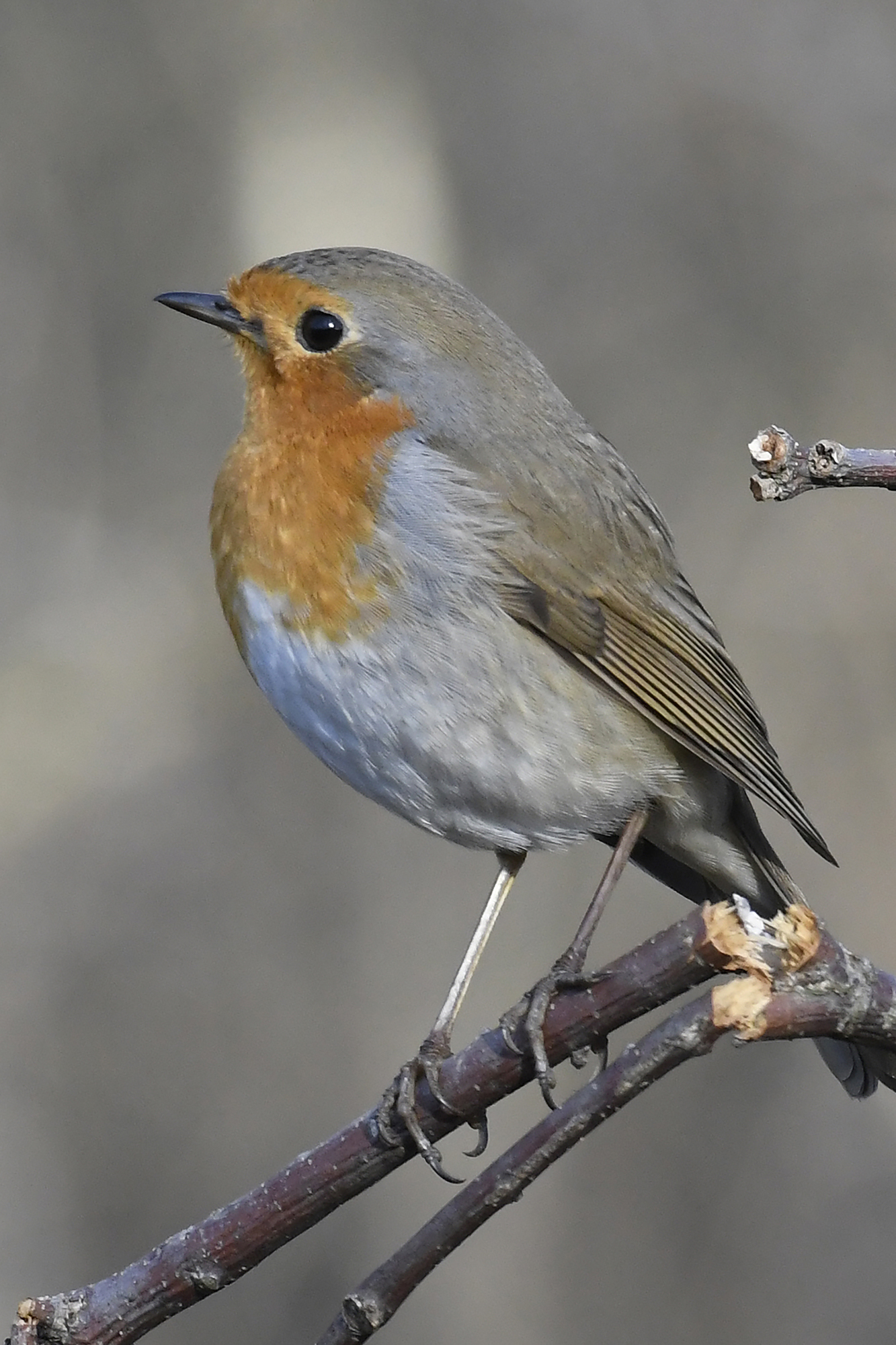 Robin