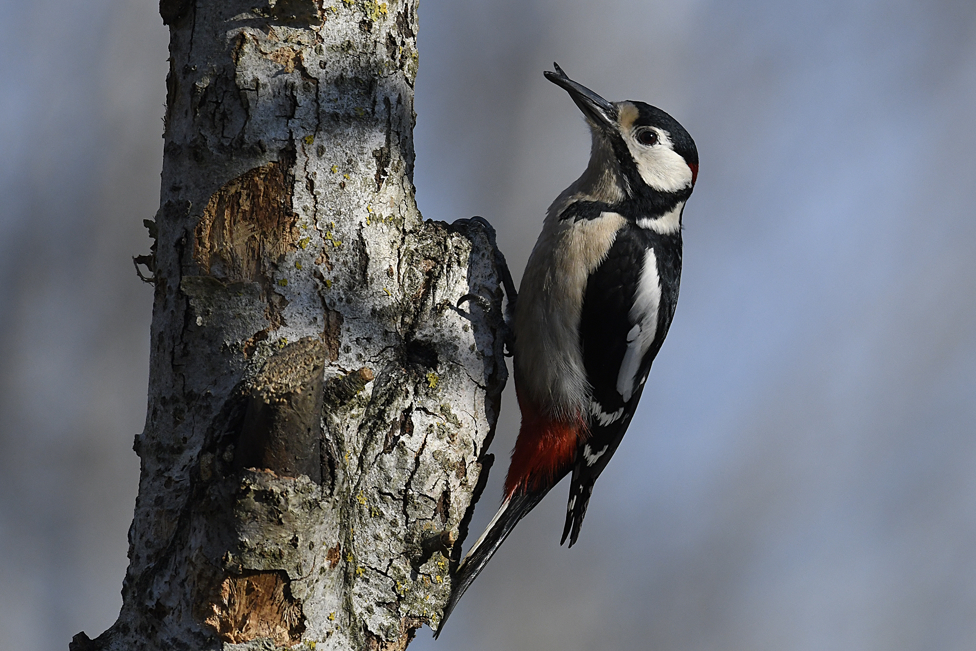 Red Woodpecker