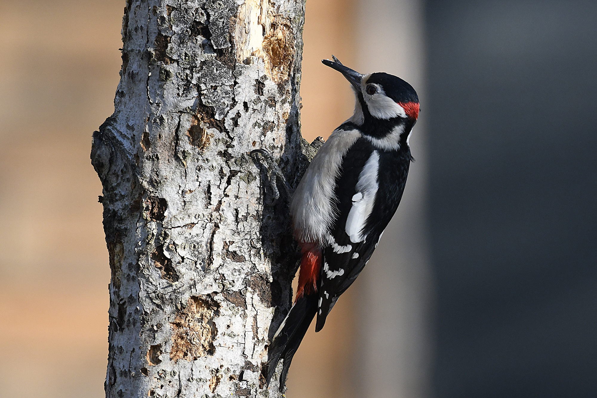 Red Woodpecker