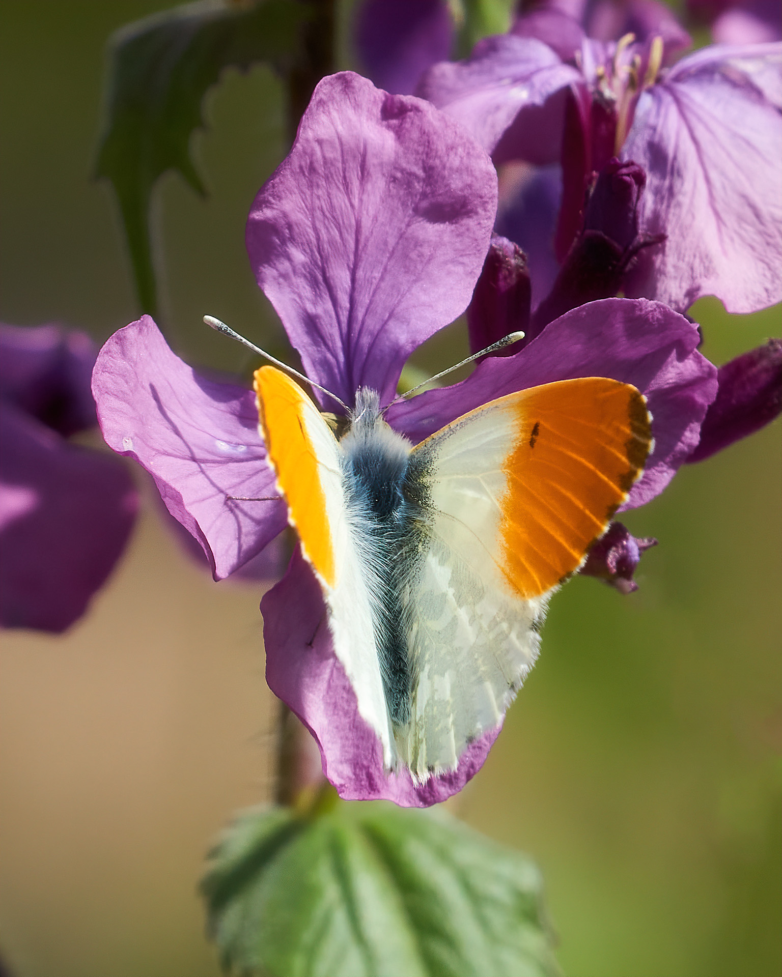 Aurora Male on Purple - Sarezzano 04-04-20