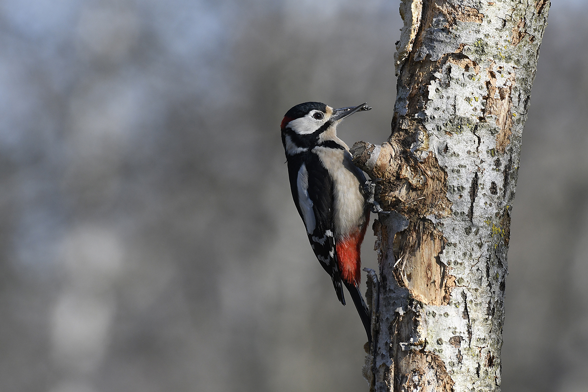 Red Woodpecker