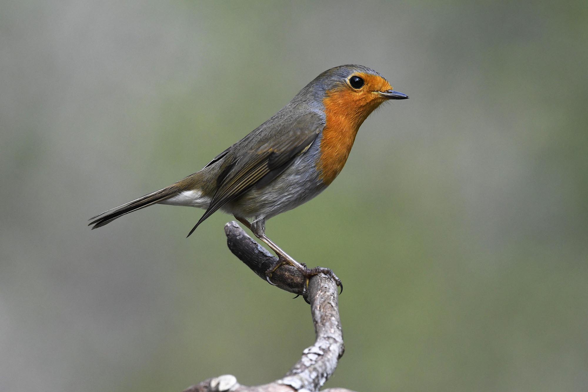 Robin