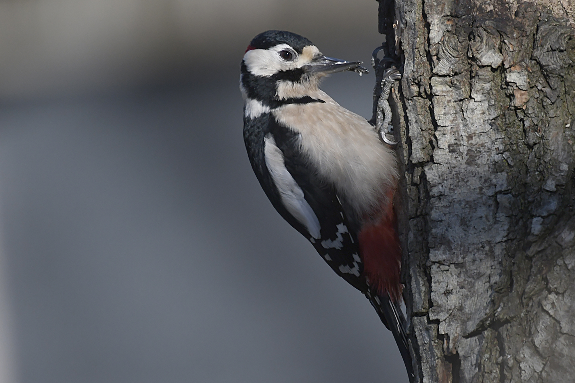 Red Woodpecker