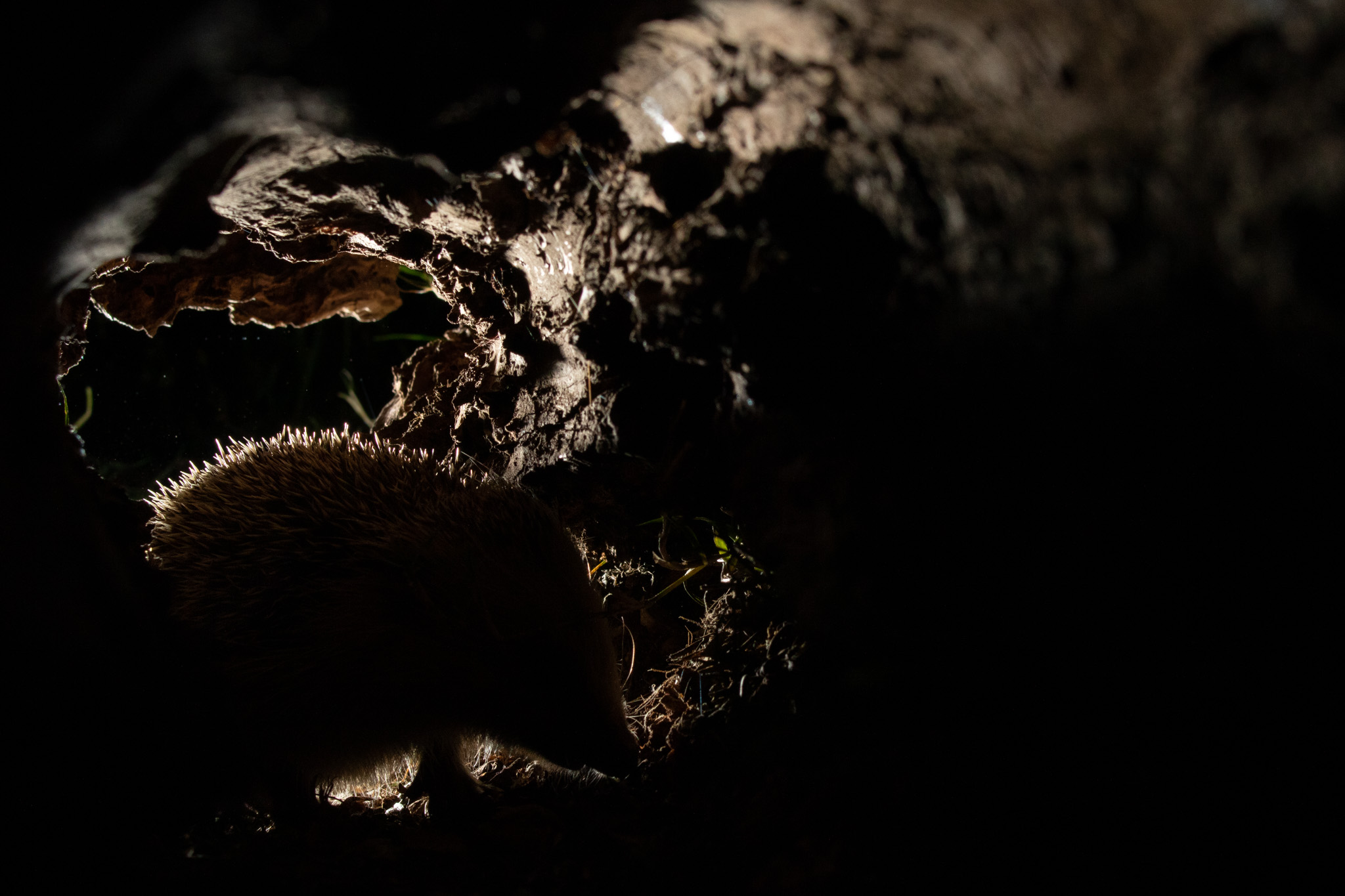 Underground Life - (In the Trunk) Riccio - Hedgehog