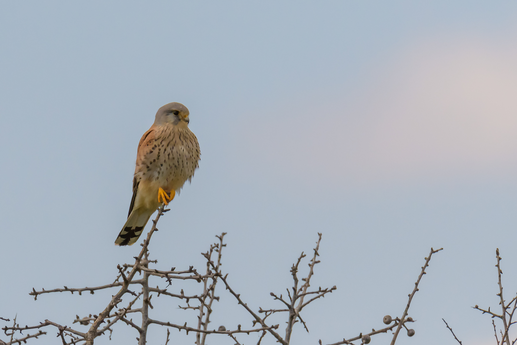 Kestrel
