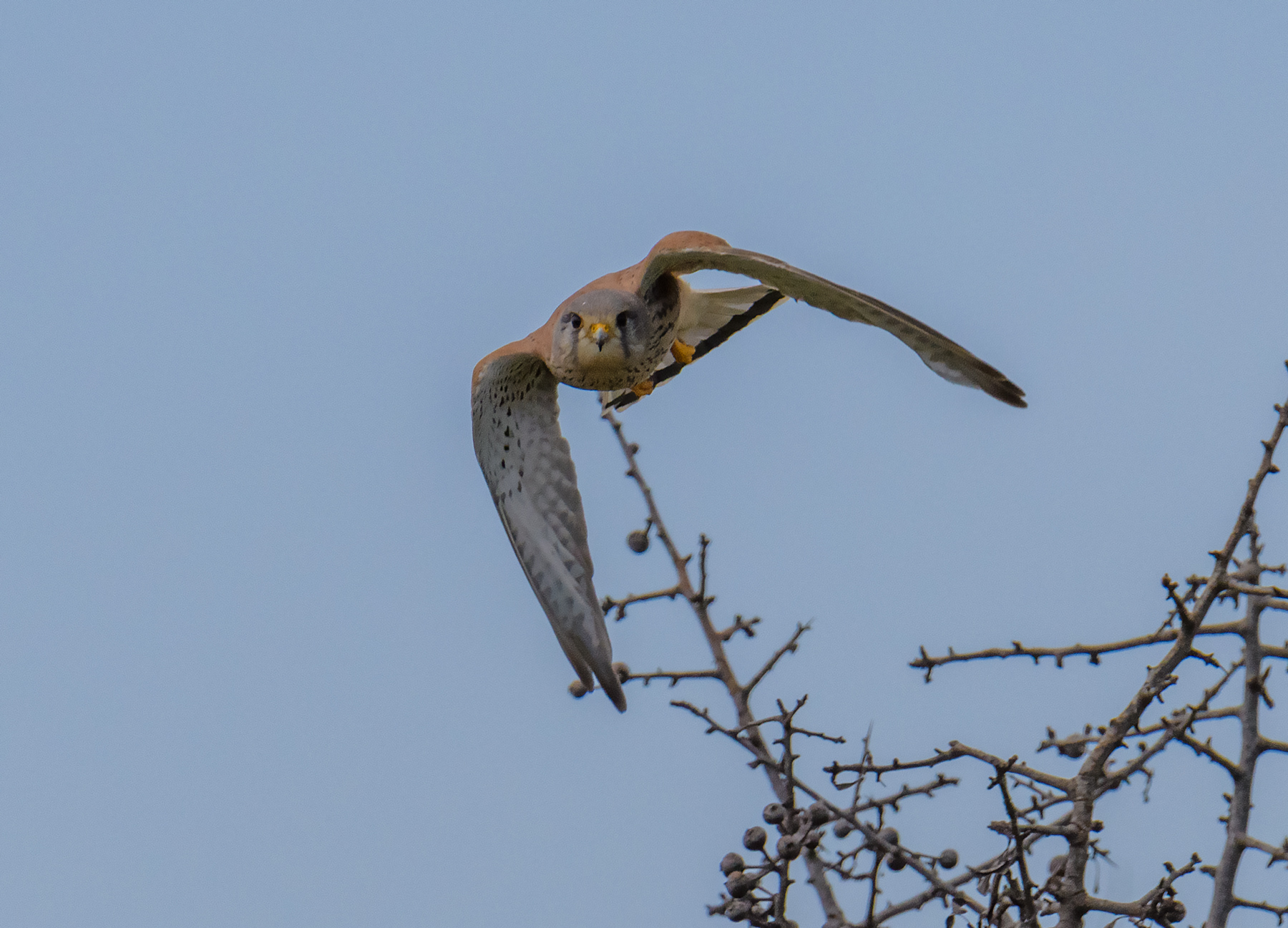 Kestrel