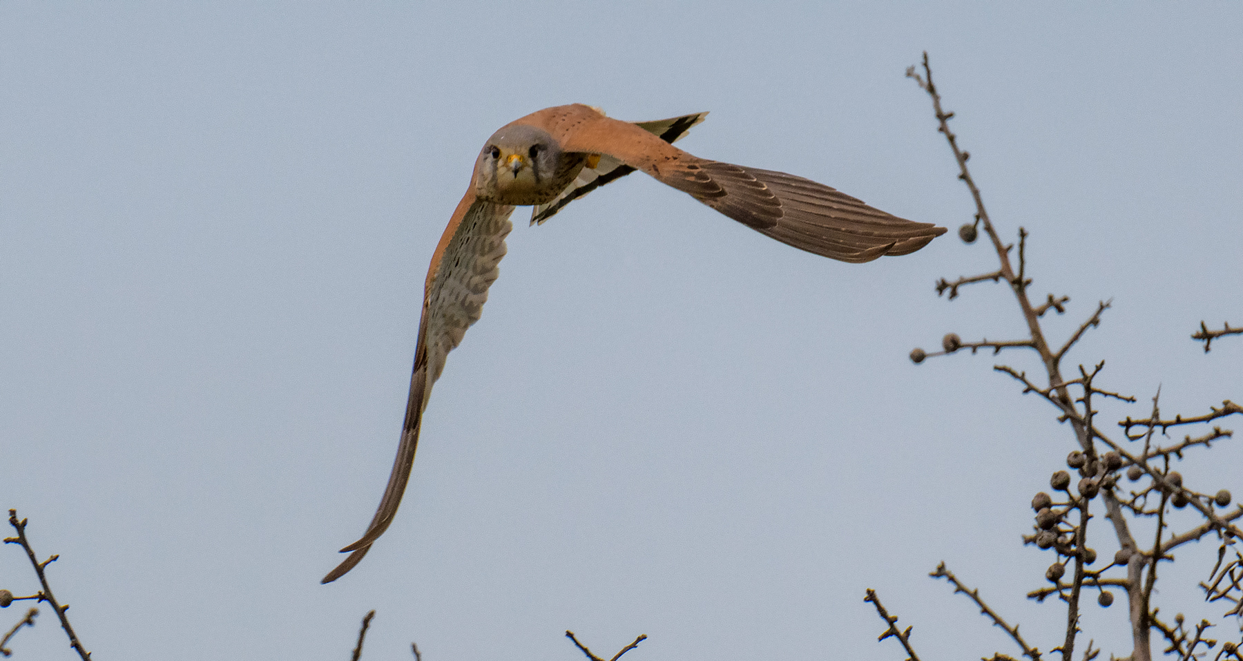 Kestrel