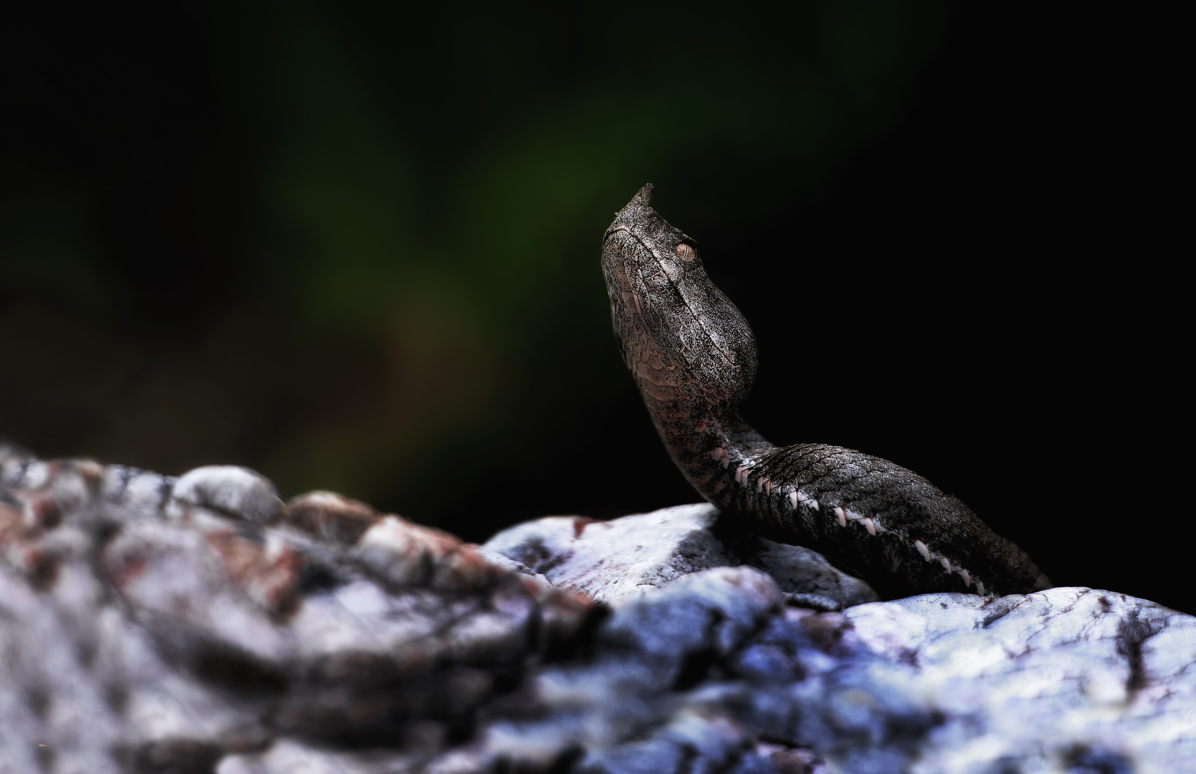 Vipera dal corno in termoregolazione nel bosco
