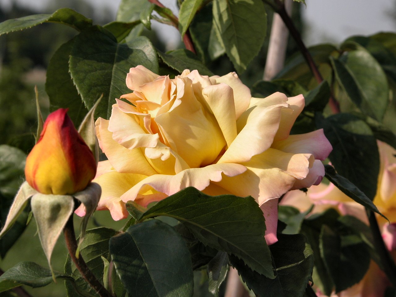 Rosa del giardino di nonna