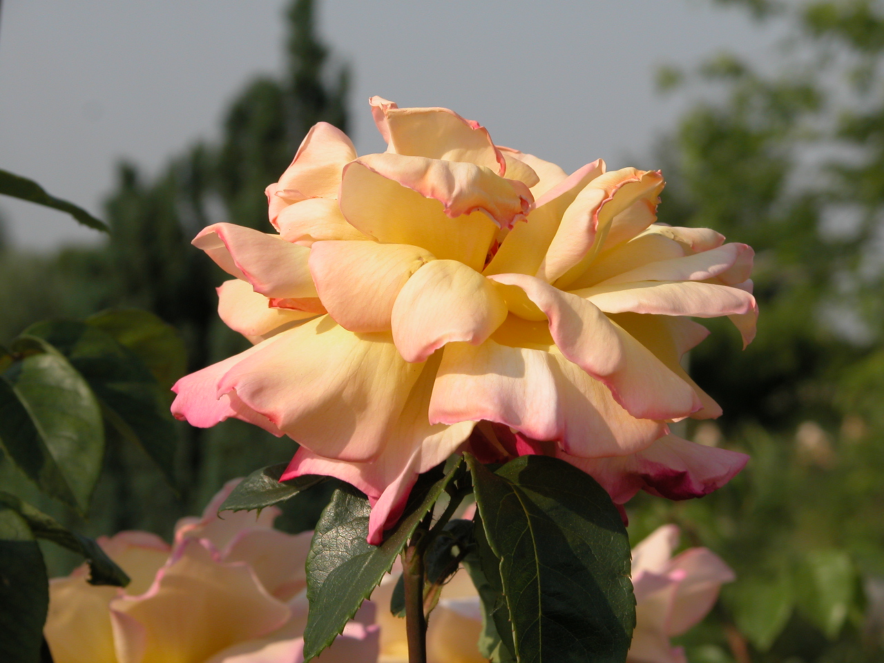 Rosa del giardino di nonna