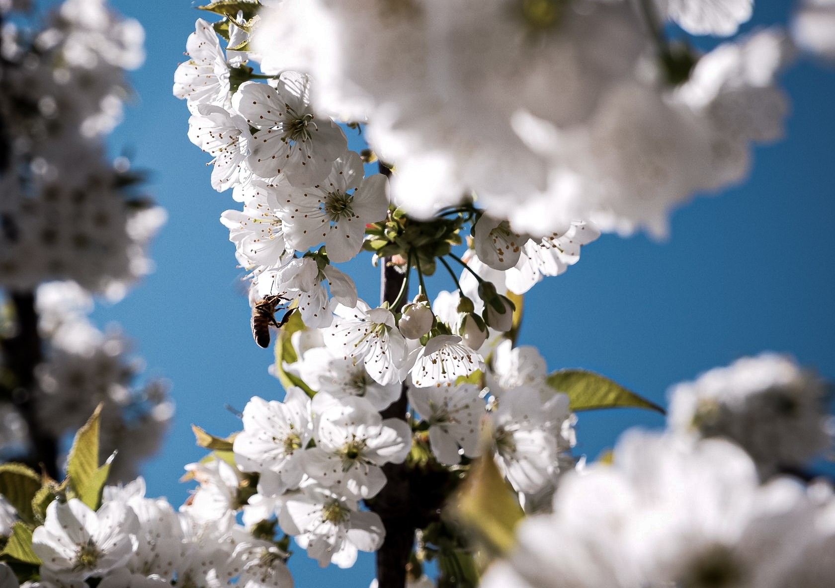 'L'ape indaffarata non ha tempo per rattristarsi'...