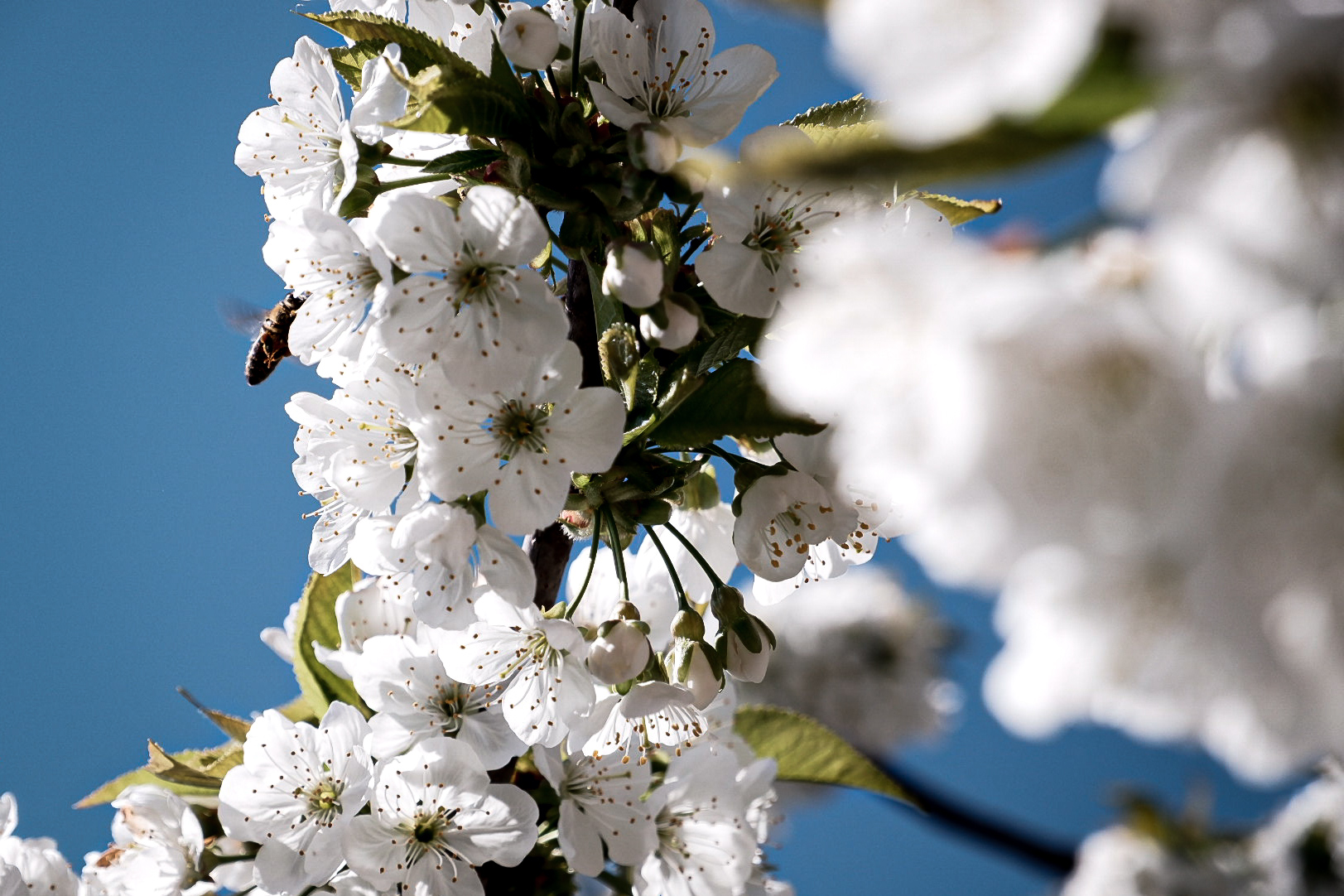 The busy bee has no time to grieve