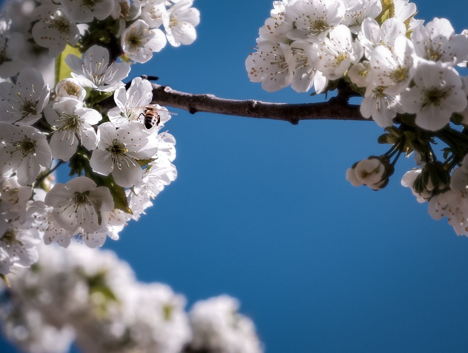 'The busy bee has no time to grieve'