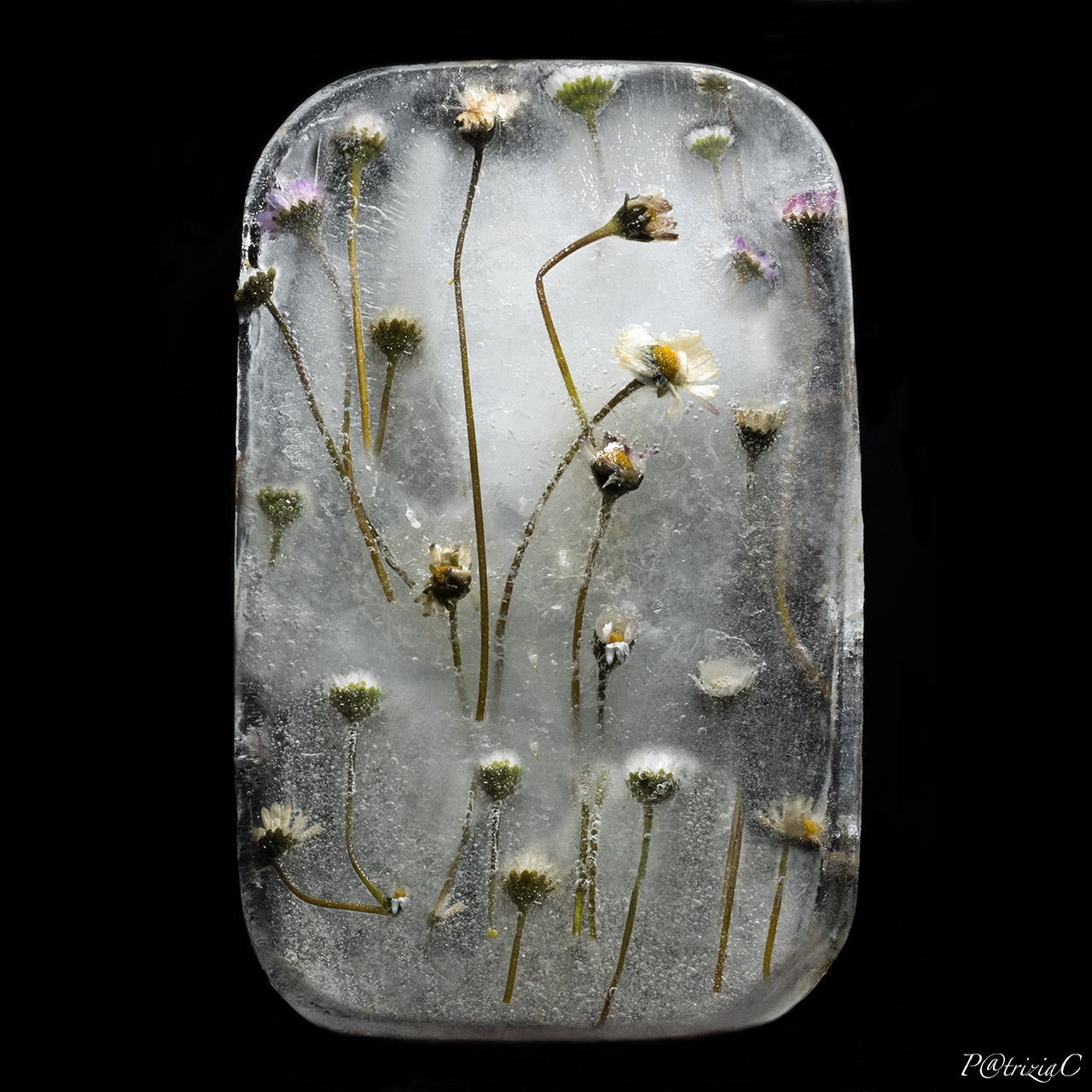 __flowers in ice__(1)