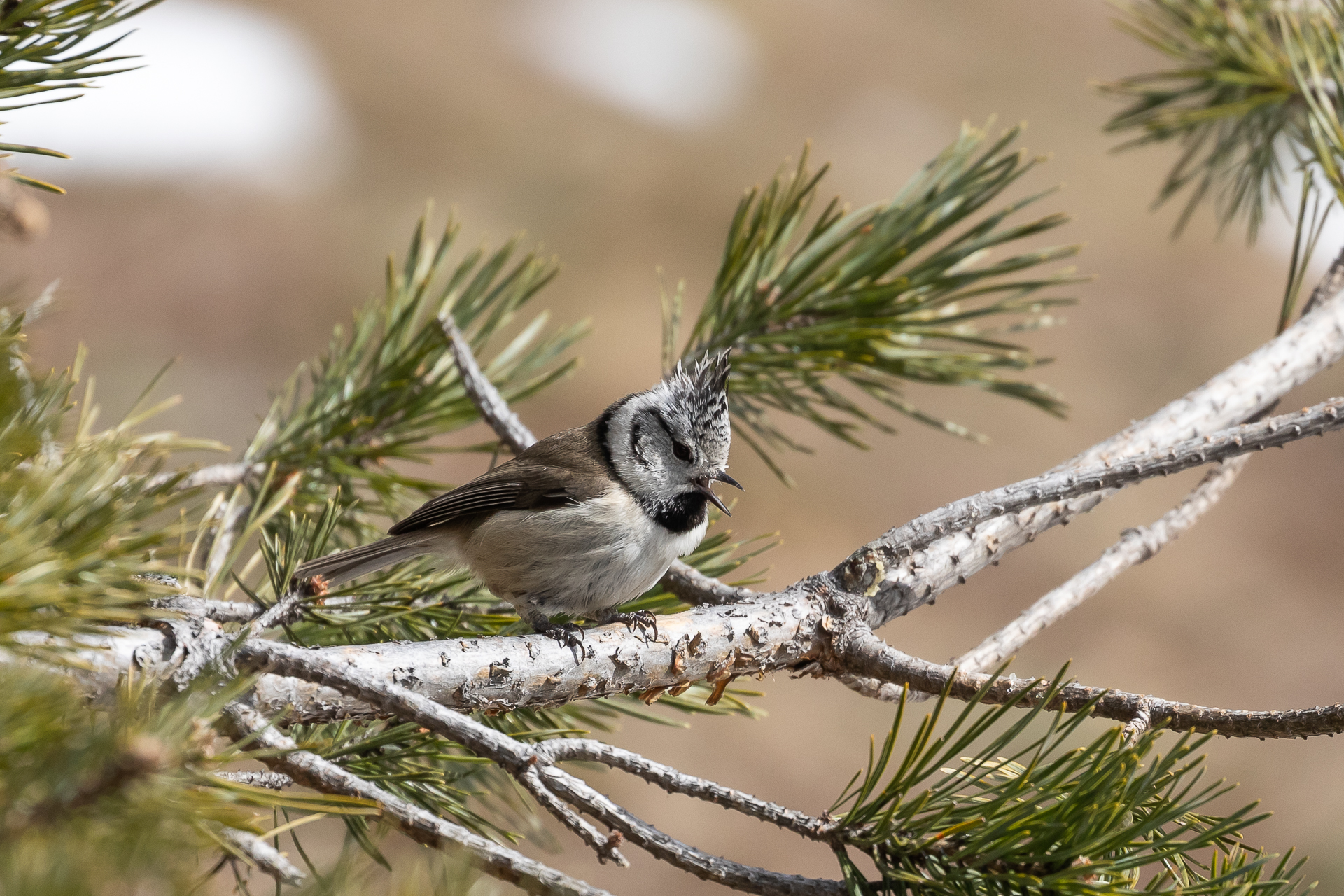 Lophophanes cristatus