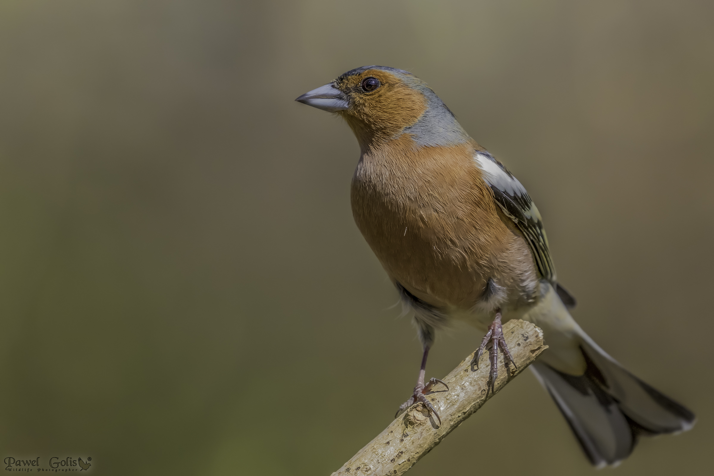 Chaffinch comune (Fringilla coelebs)