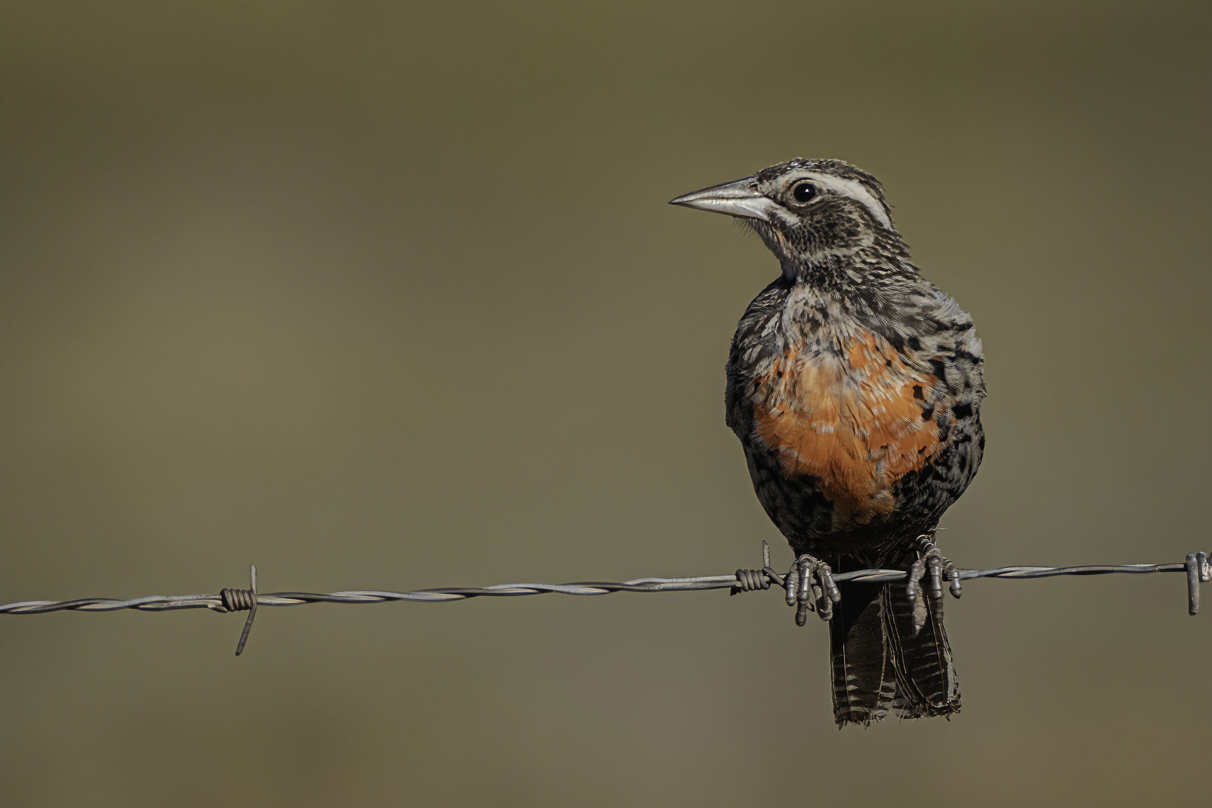 Sturnella superciliaris - Ruta 89 (Argentina 2020)