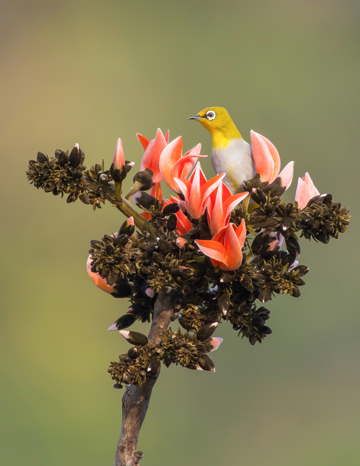 Occhio Bianco Orientale