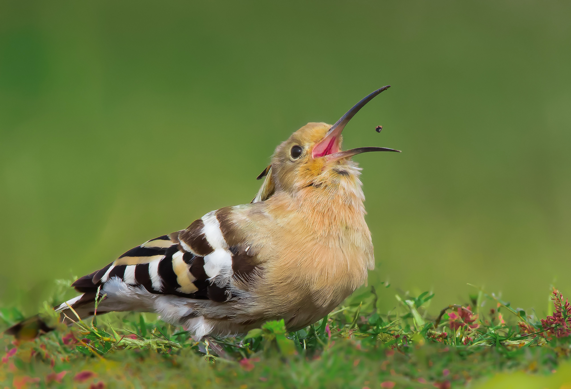 Hoopoe comune