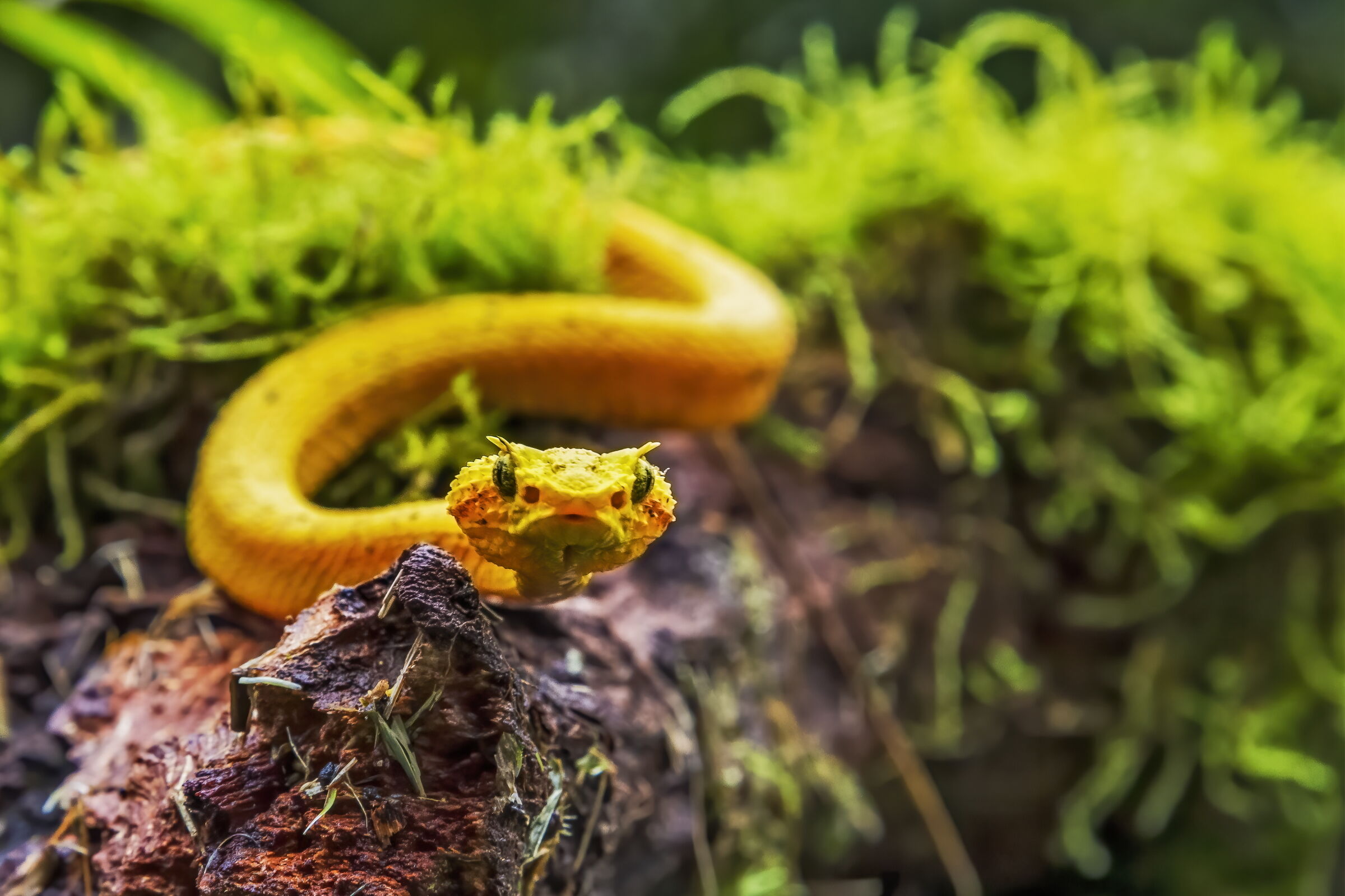 viper with eyelashes