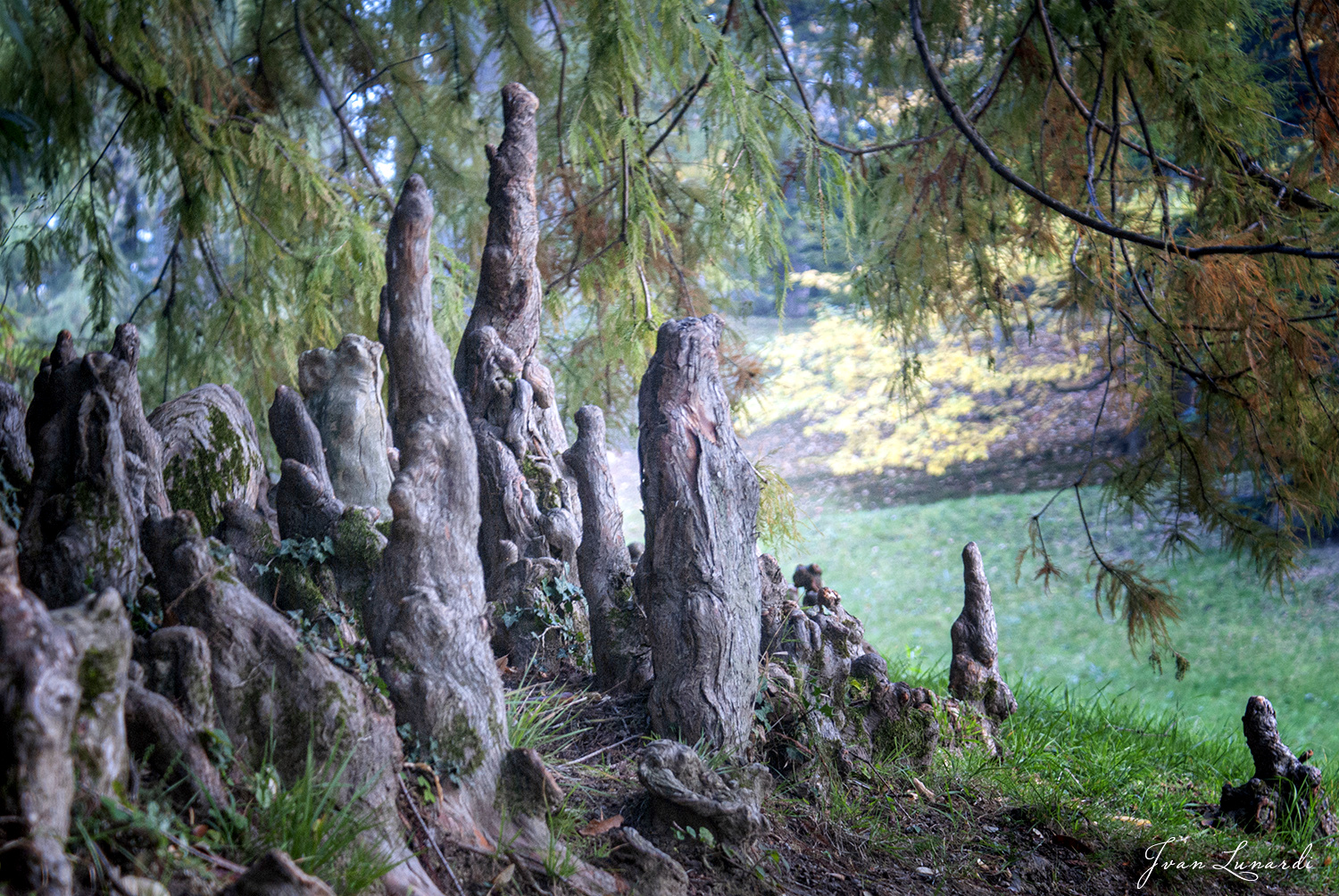 Parco della Burcina (bi)