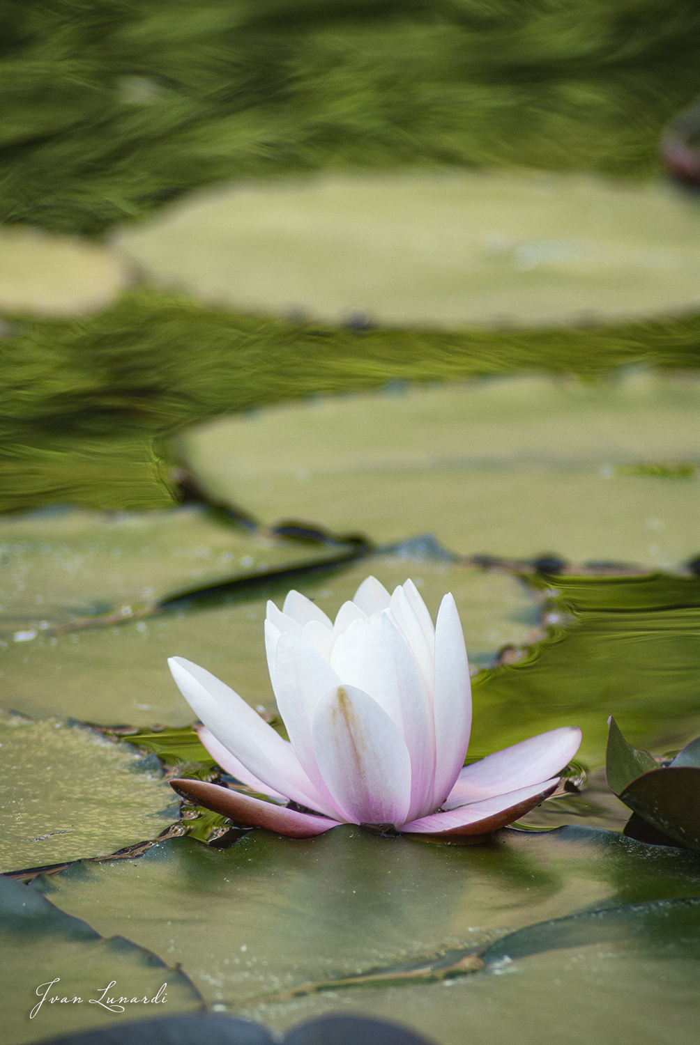 Ninfea- Castello Agliè