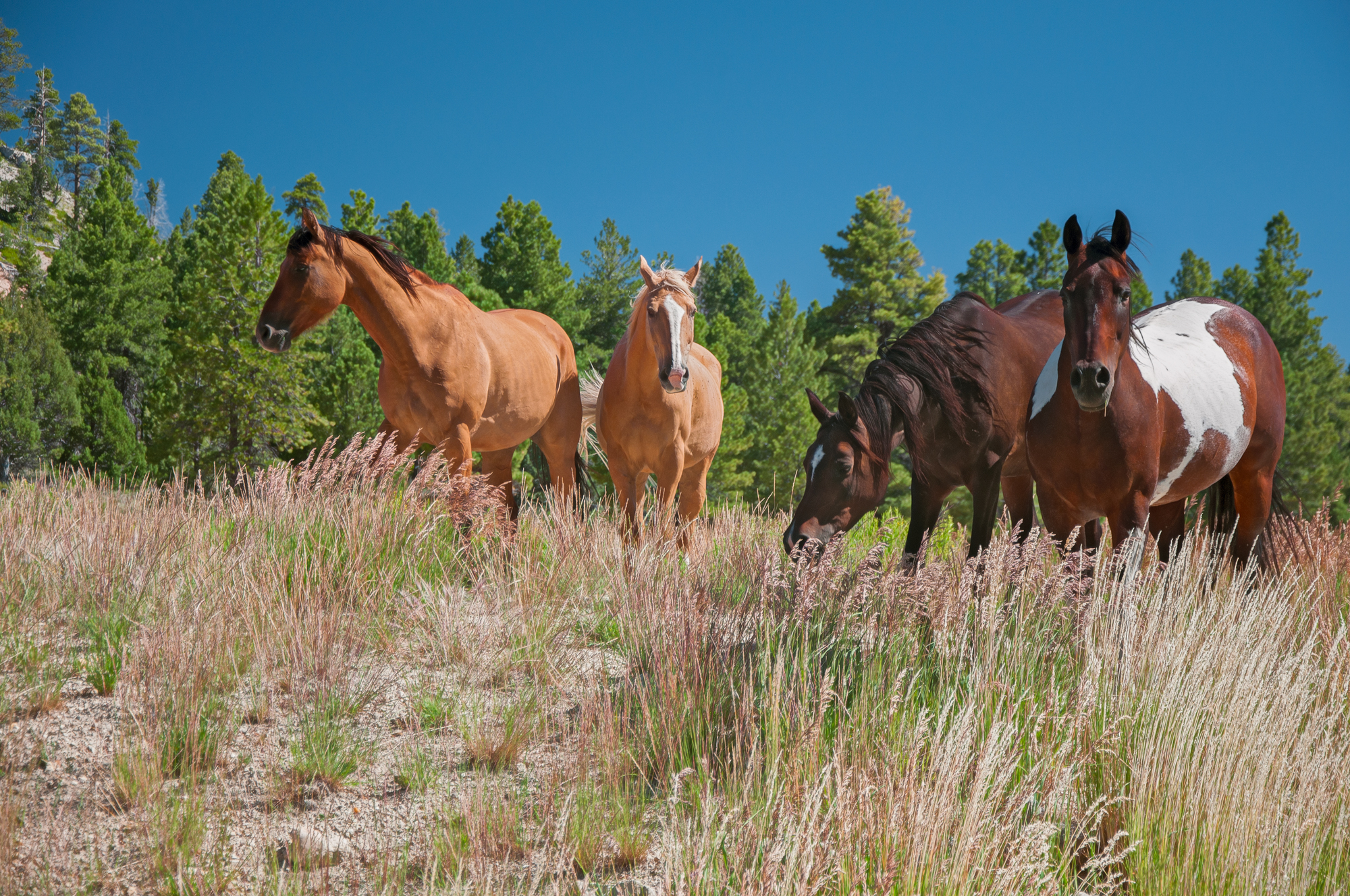 Four friends grazing