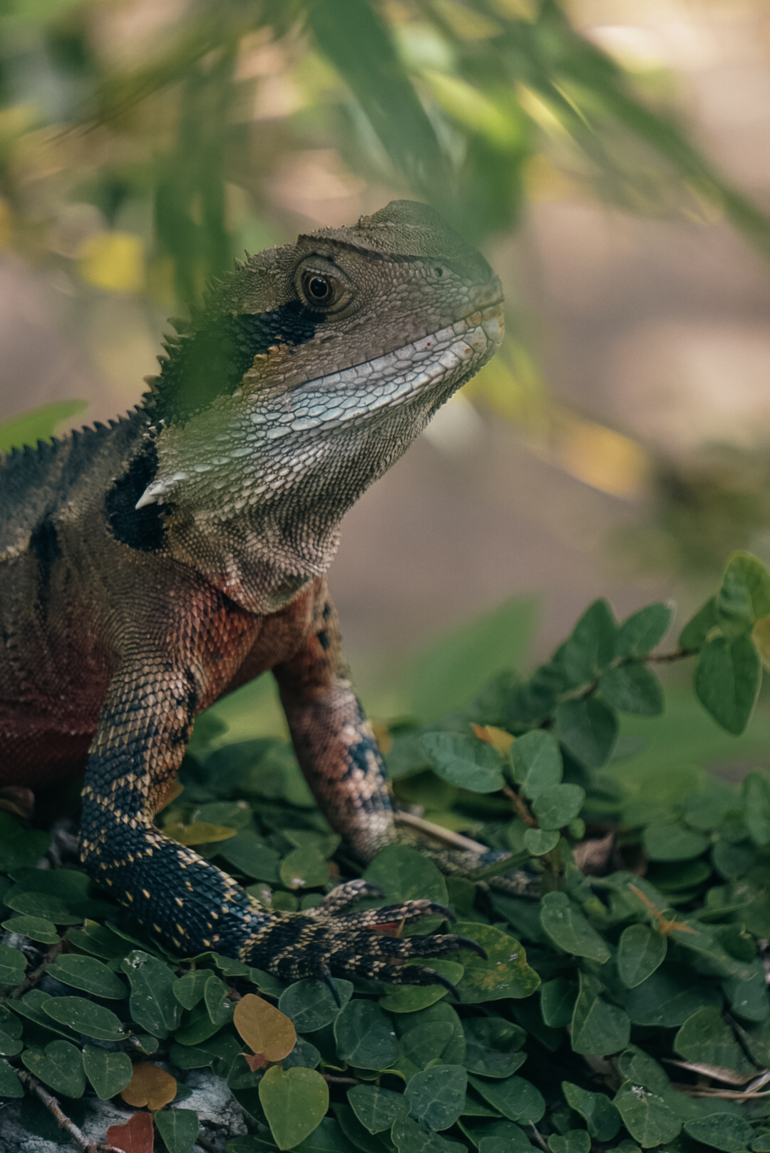 Iguana @Chinese Garden of Friendship