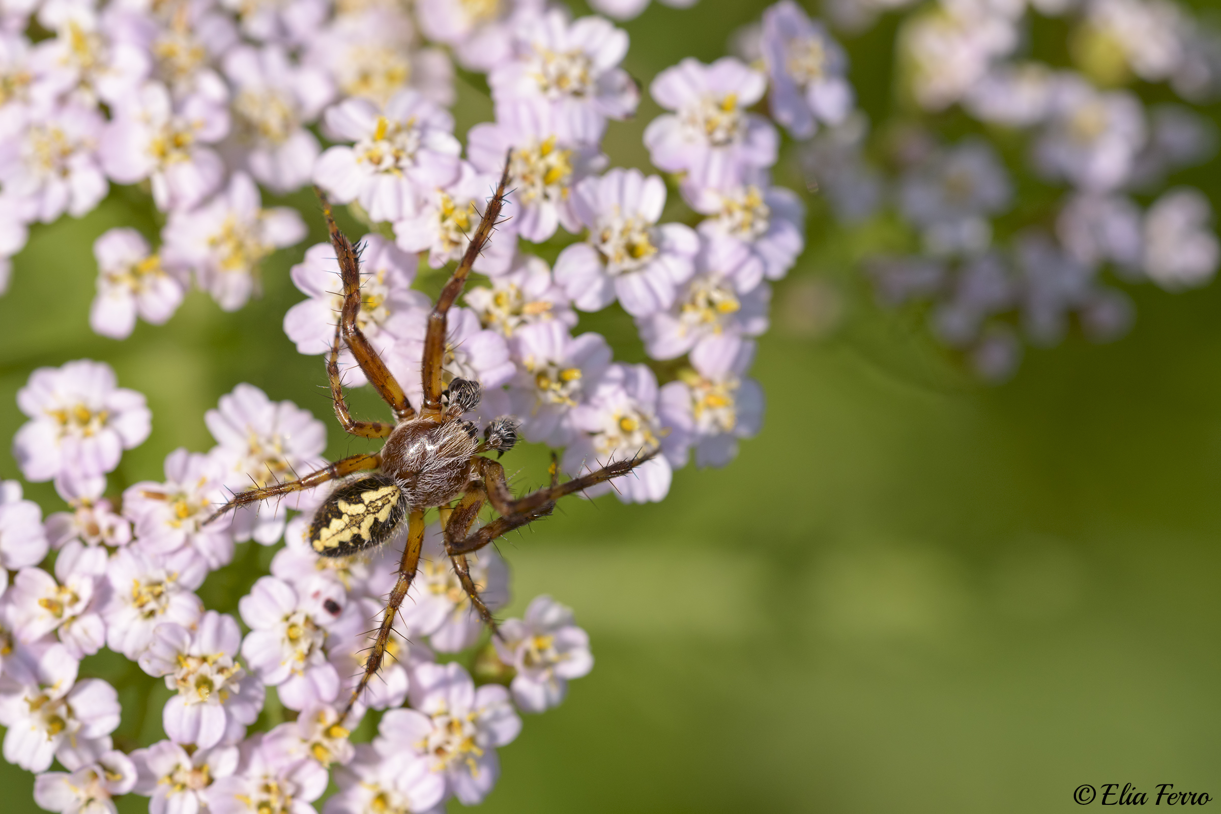 Aculepeira ceropegia
