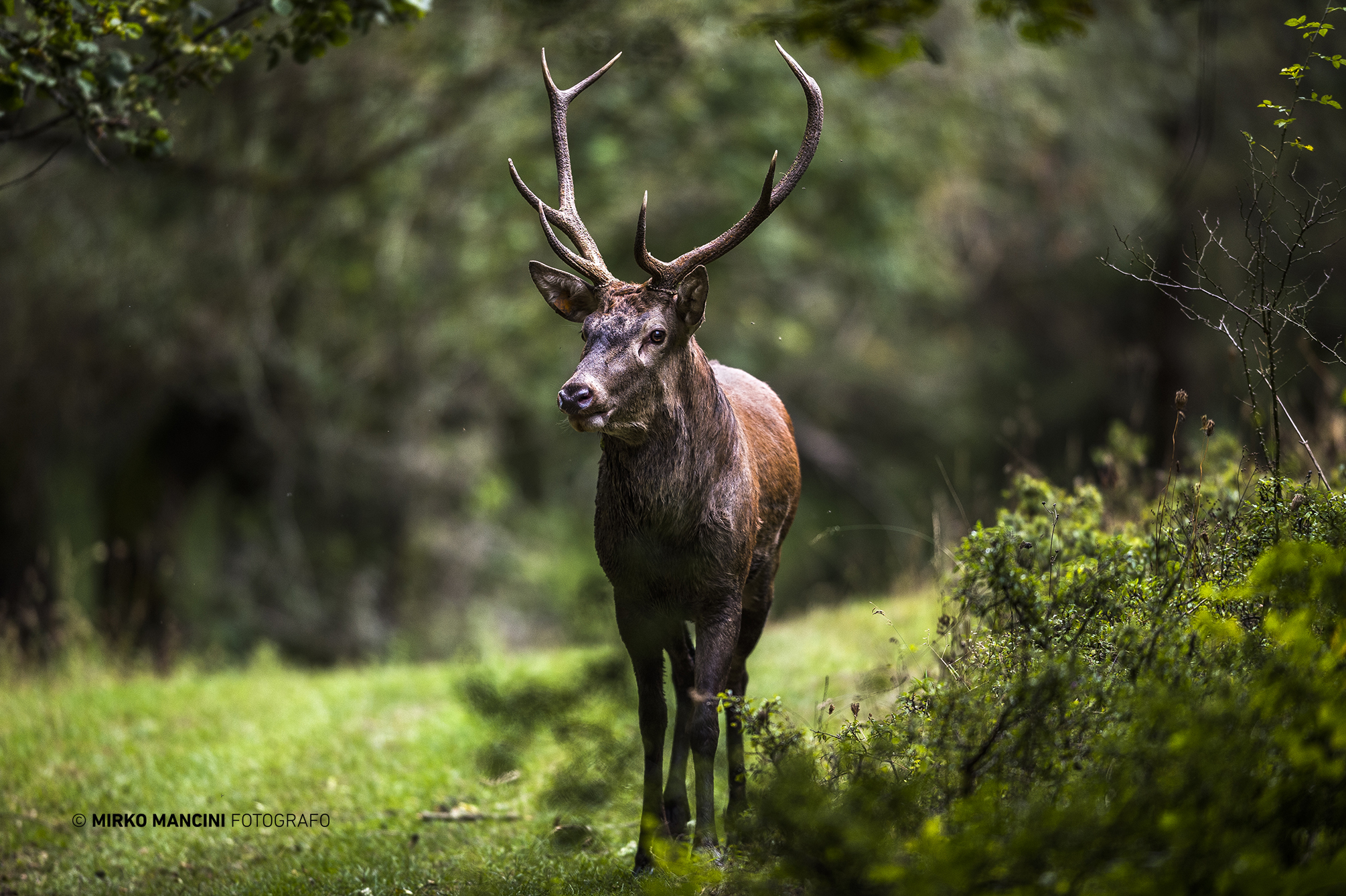 Il Re nel bosco incantato.