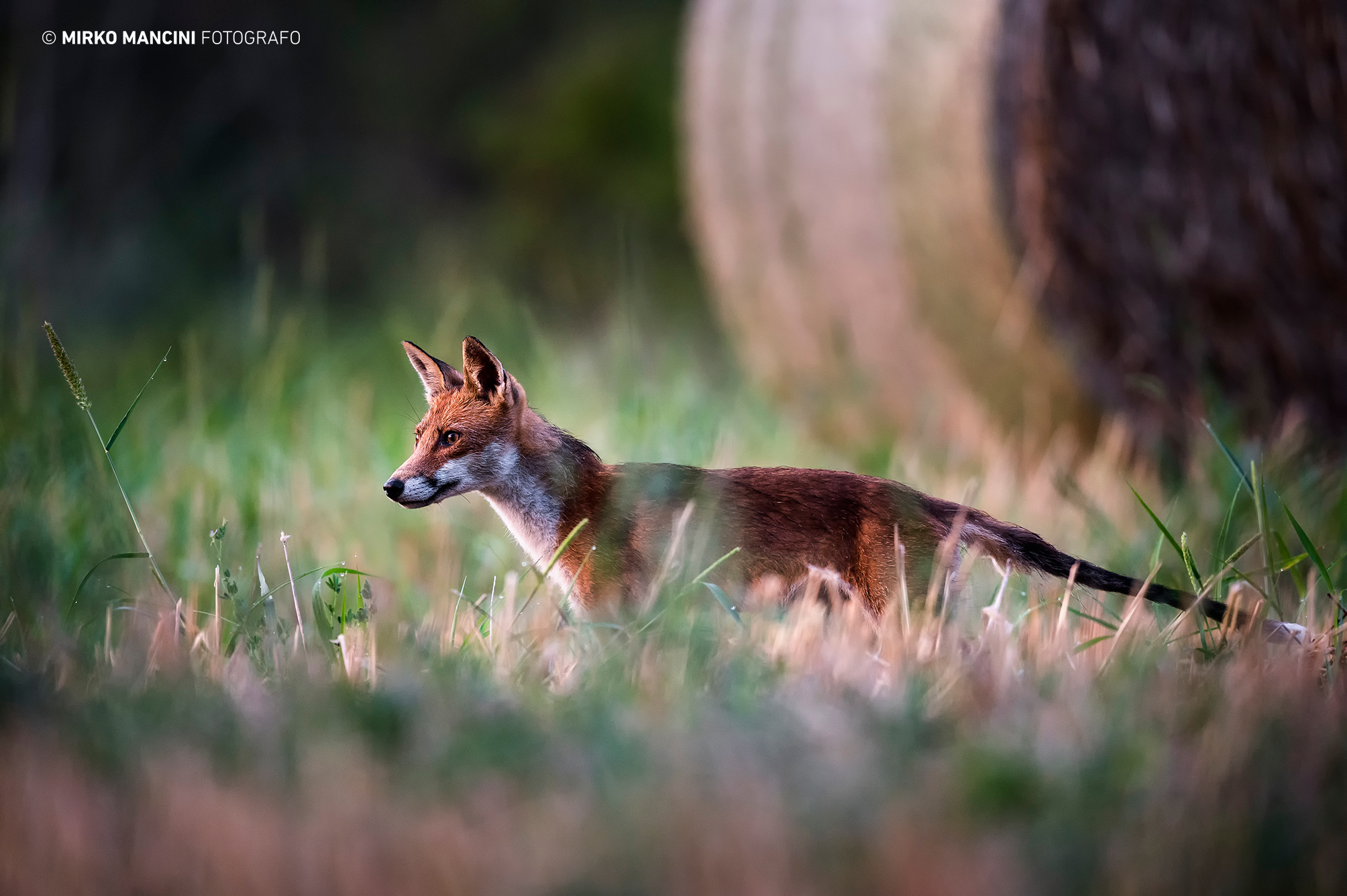 Il passaggio della Volpe.