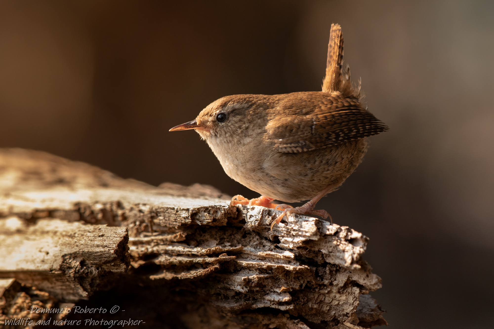 Wren