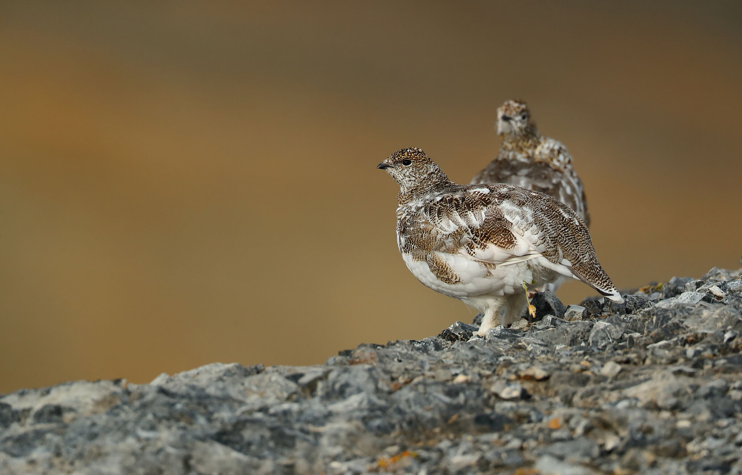 White partridge