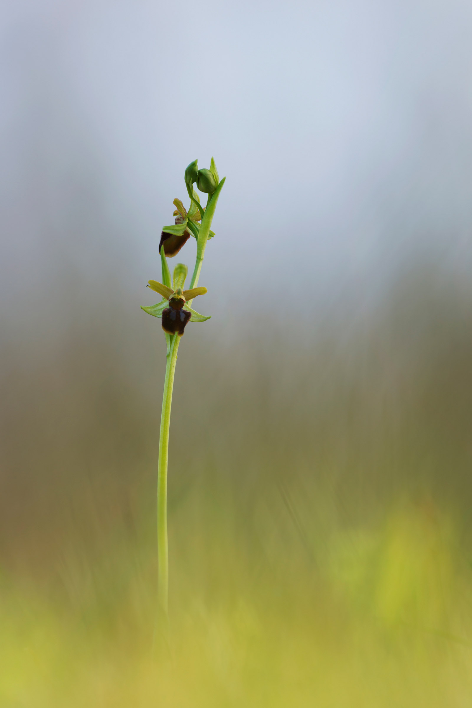 Semplicità ed eleganza.