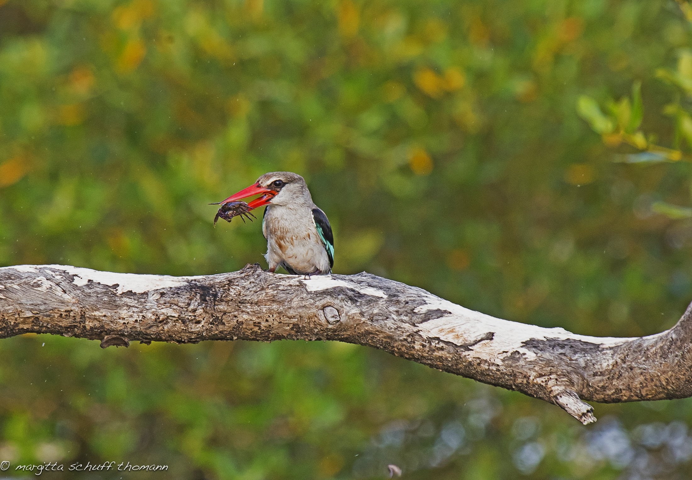 mangrovia kingfisher