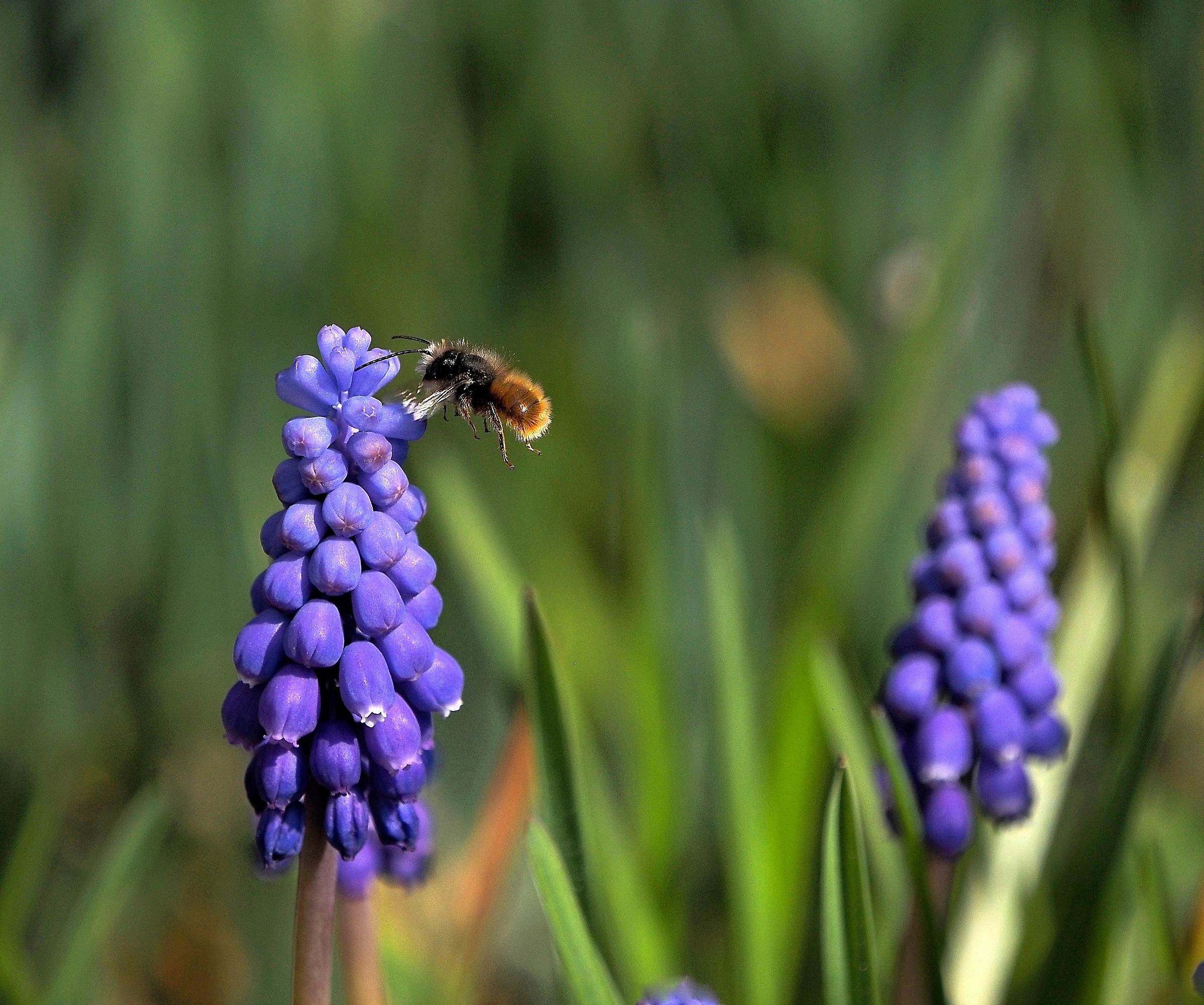 Flying among the muscari