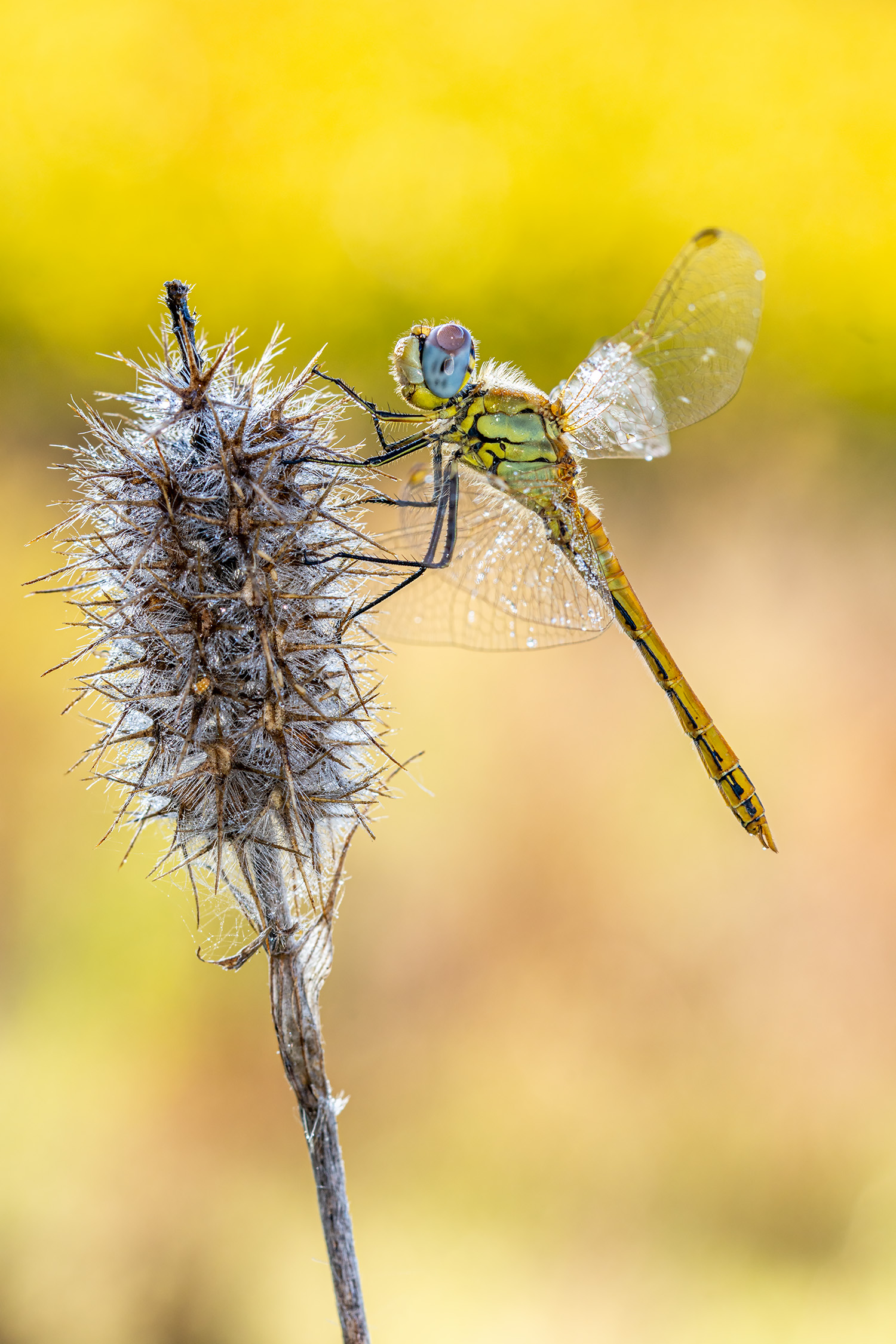 Sympetrum fonscolumbii