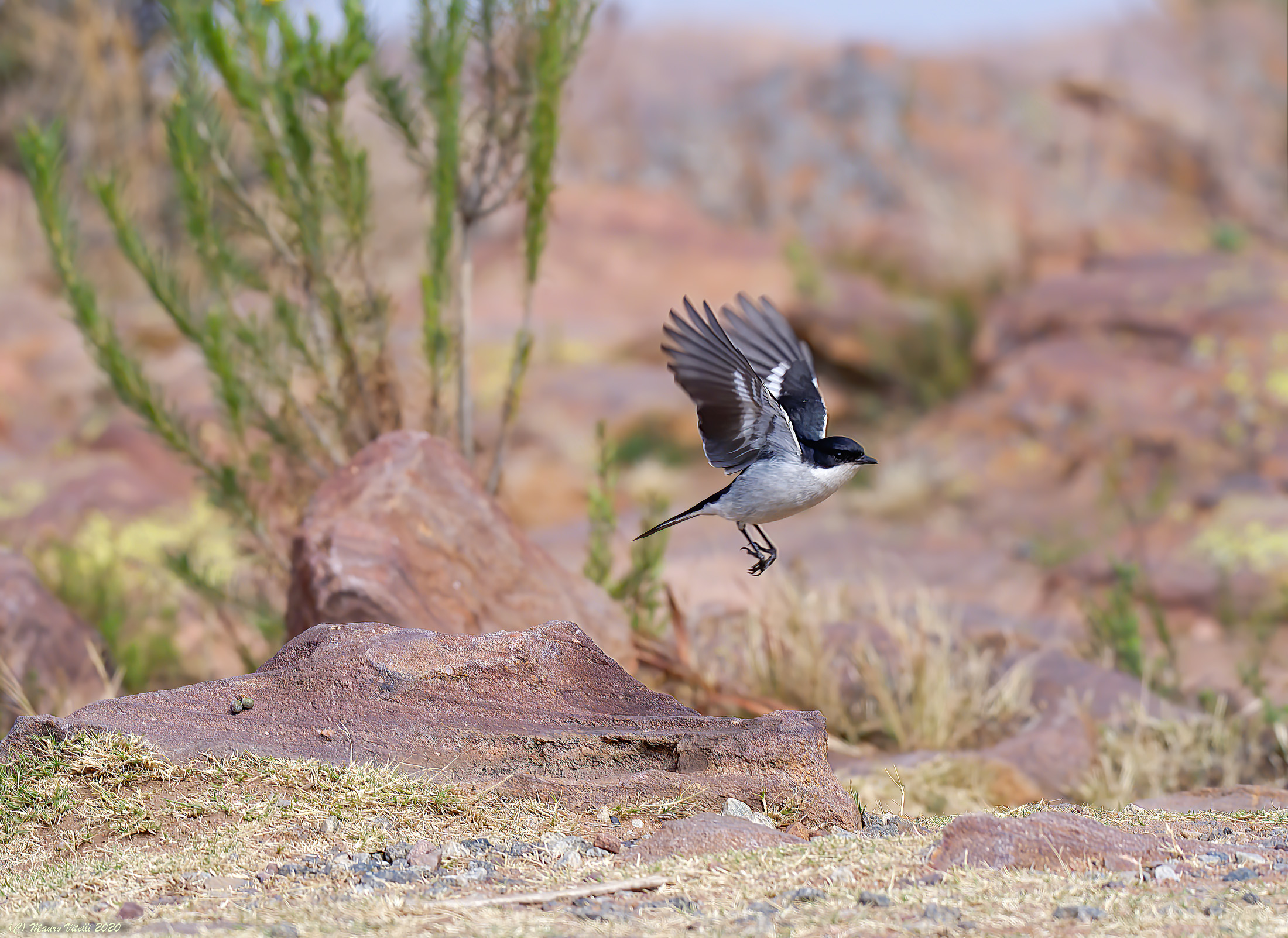 Tax Pigliamosche (Sigelus Silens)