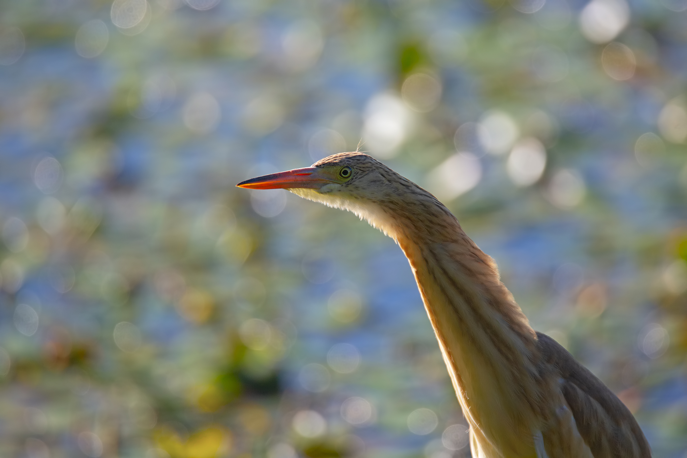 Close Floor (Sgarza Tuft)
