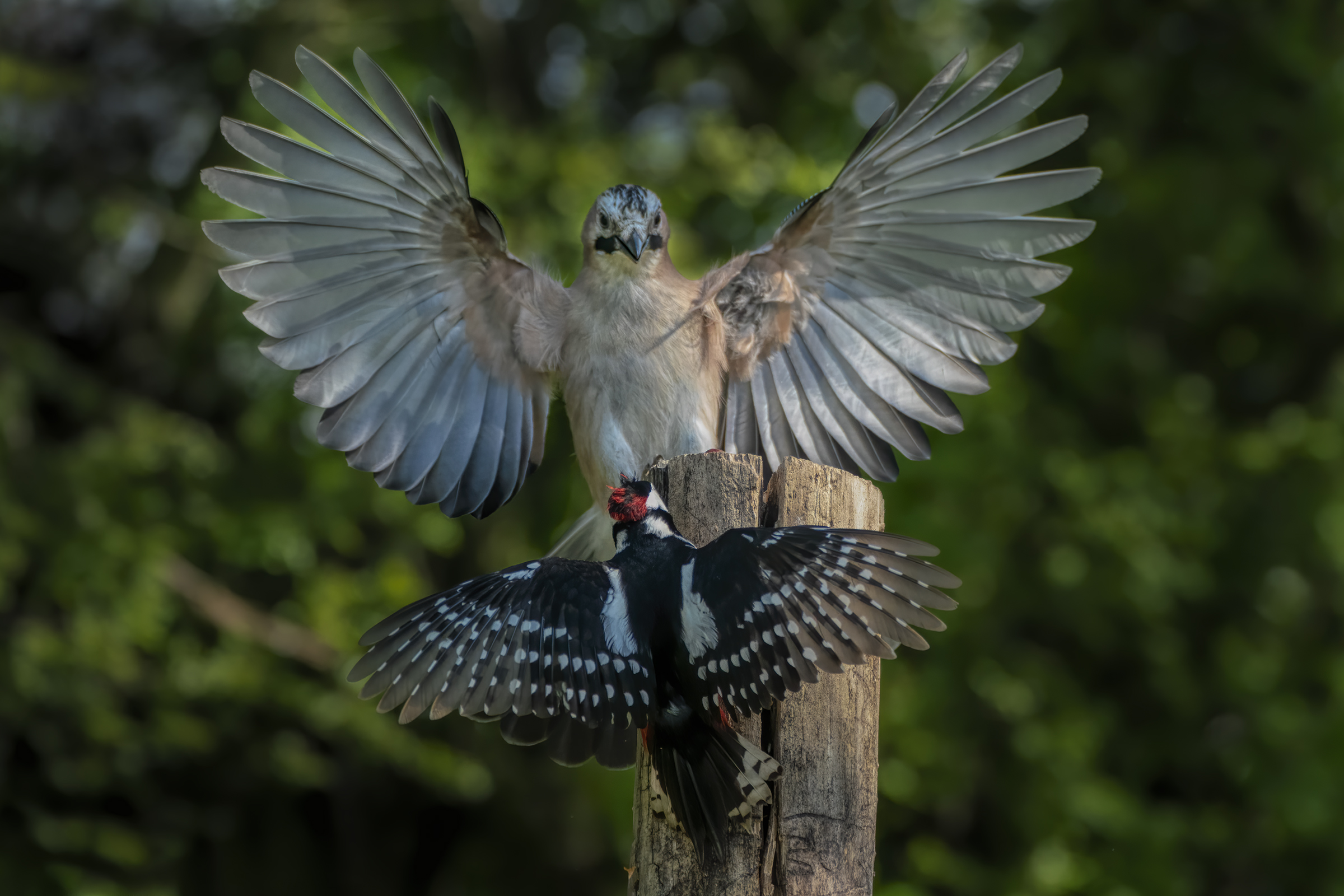 jay vs red woodpecker