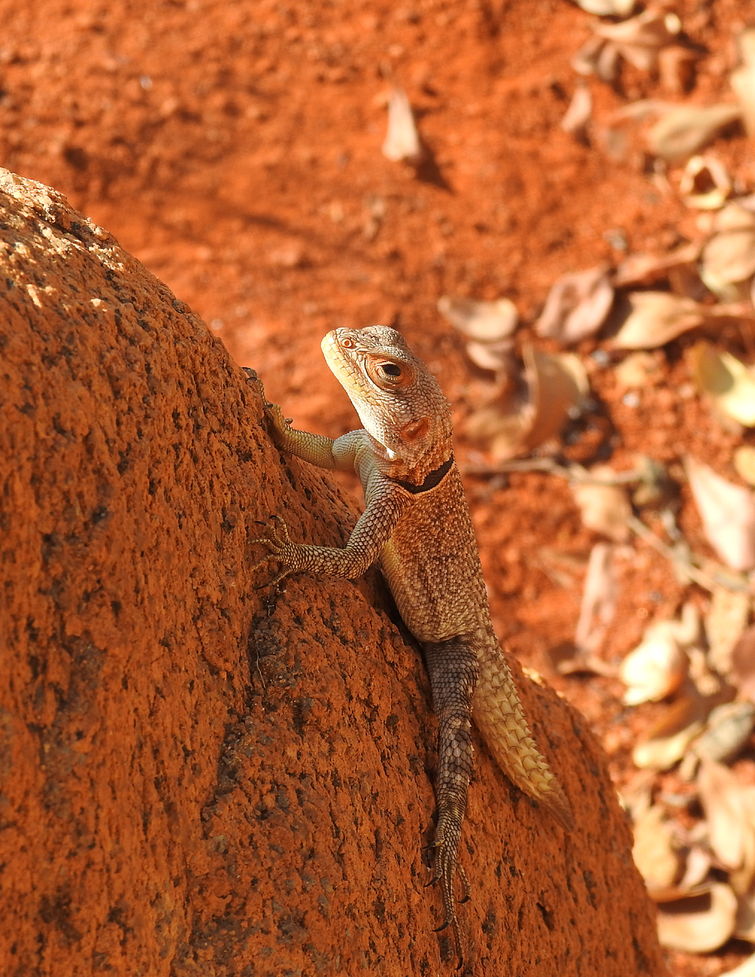 13-07-2019 Lizard