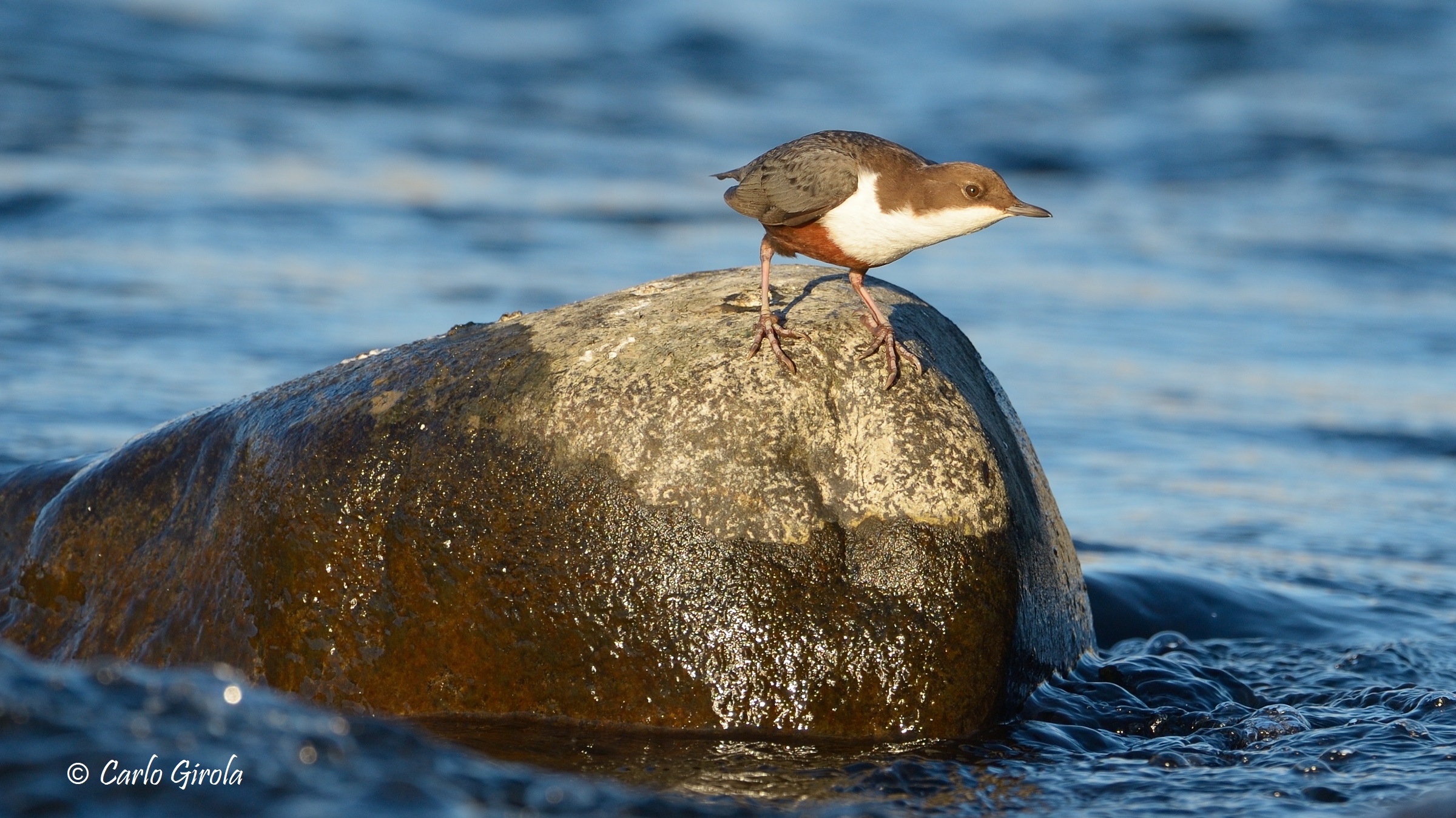 Merlo acquaiolo (Cinclus cinclus)
