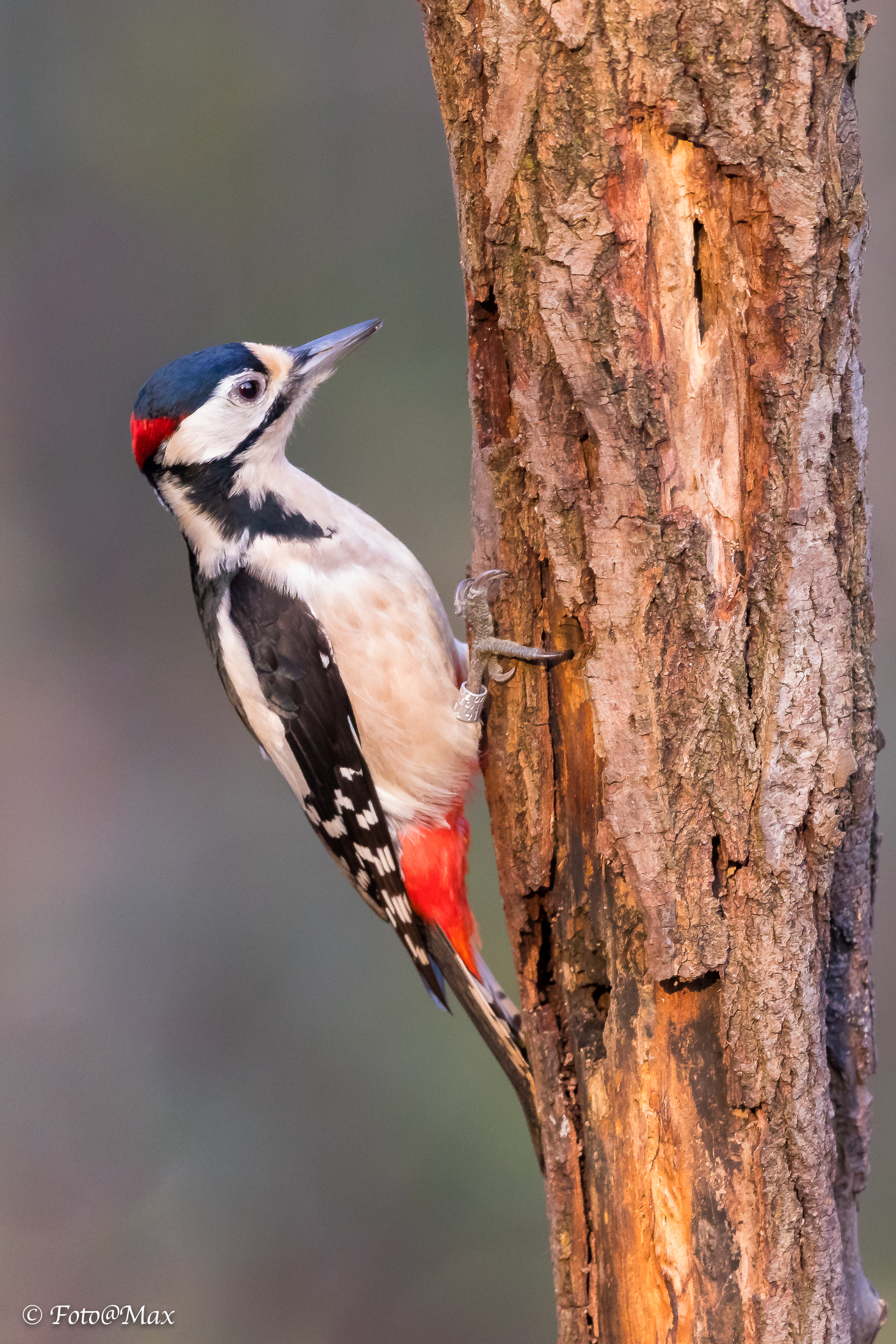 Major red woodpecker