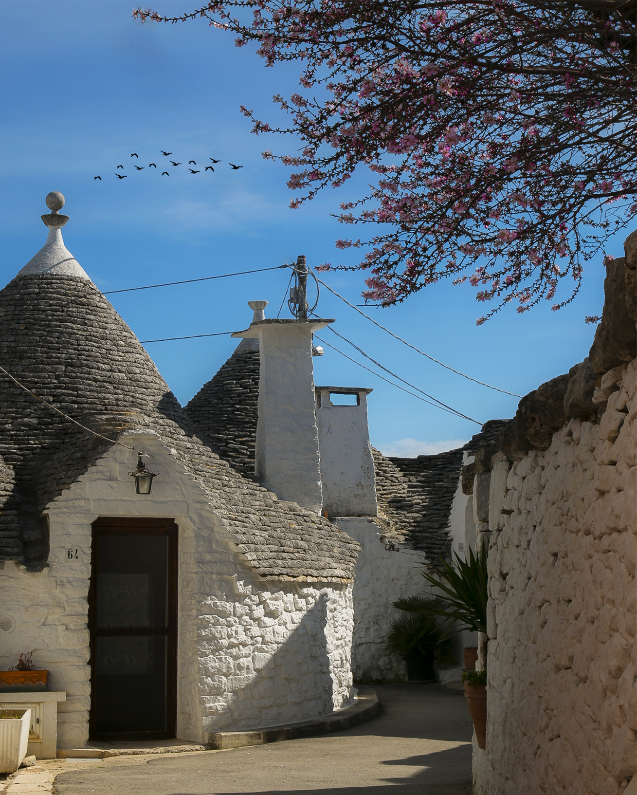 Pimavera among the trulli