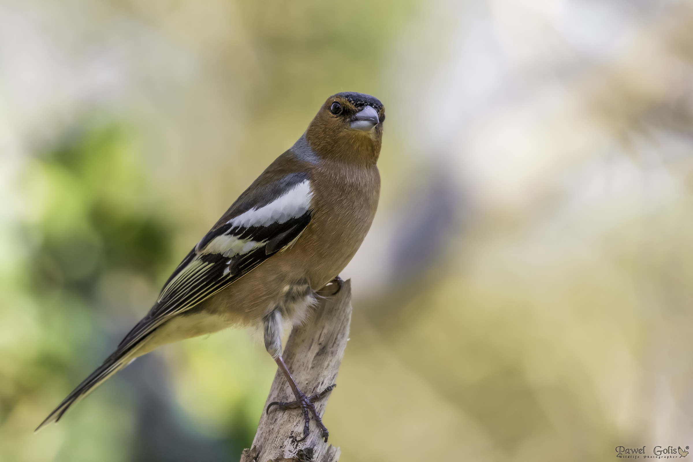 Chaffinch comune (Fringilla coelebs)