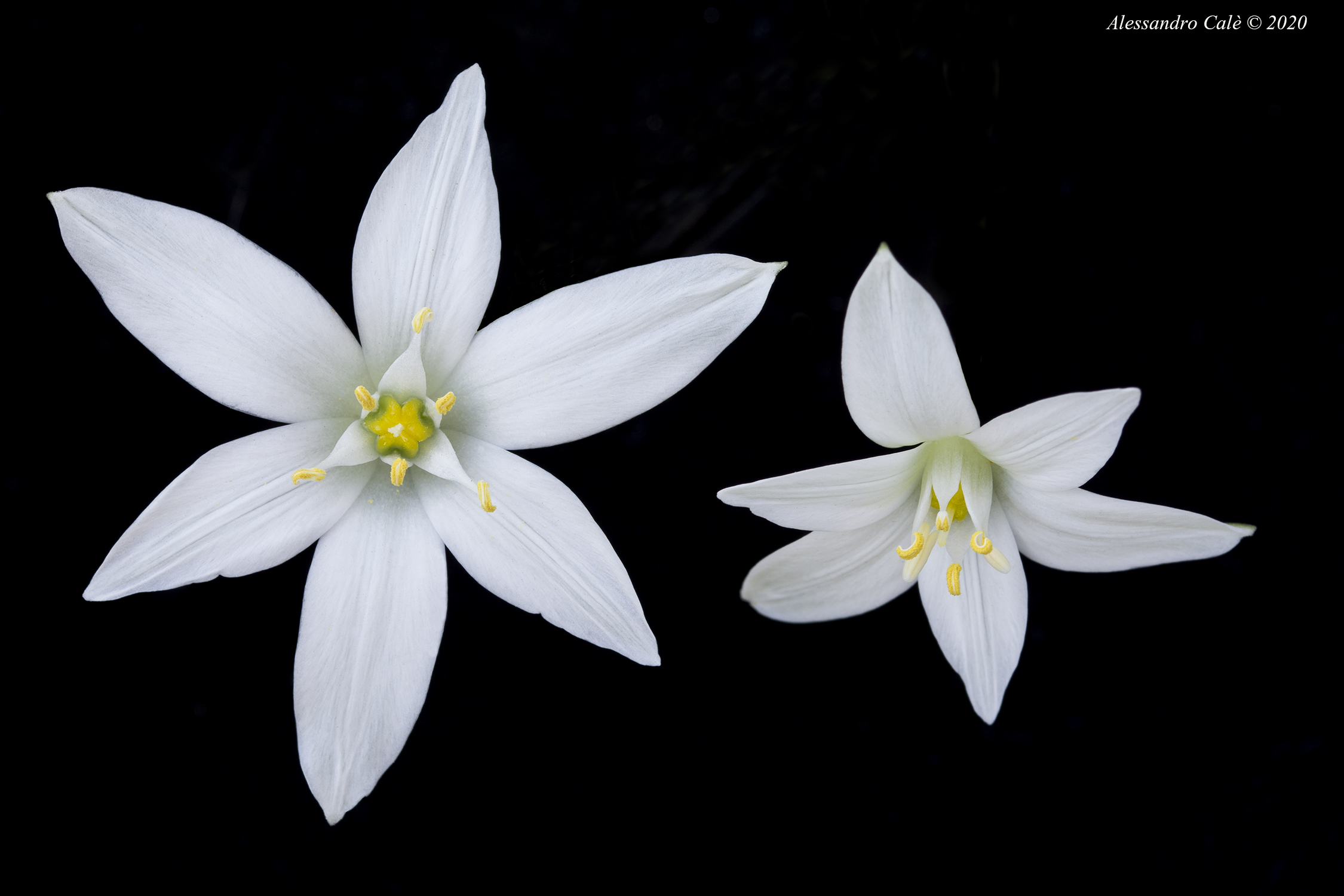 Ornithogalum umbellatum (Latte di gallina) 5465